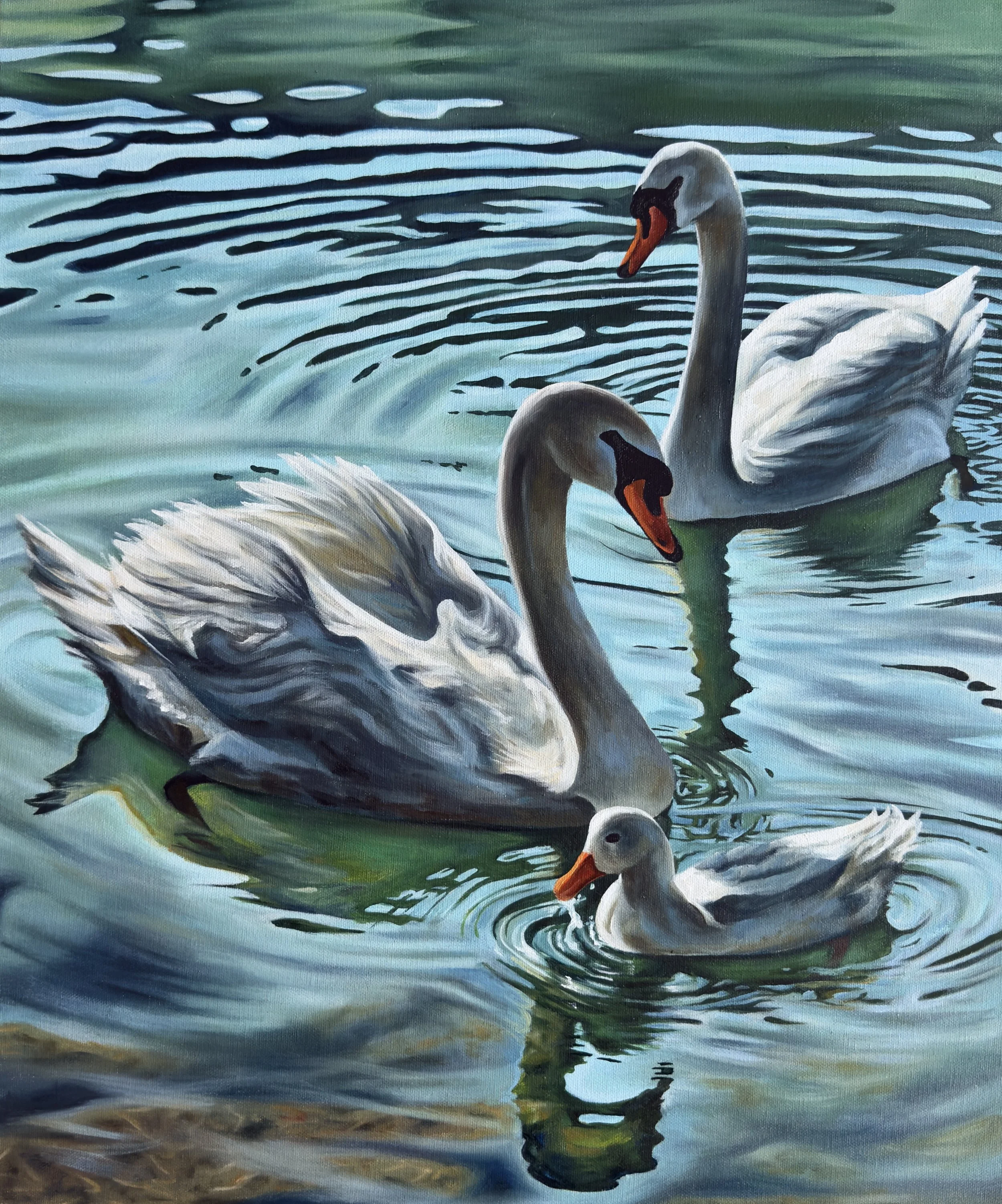 Swans swimming in water