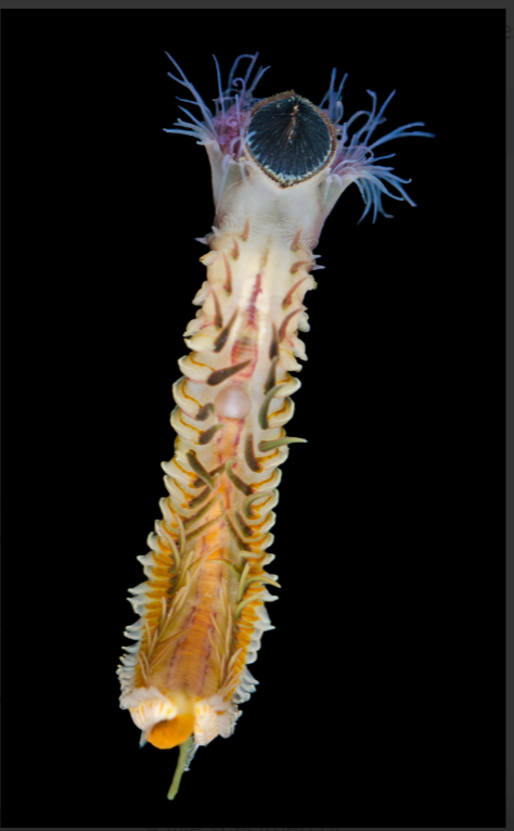 THE ECOLOGIK INSTITUTE — Nature’s Underwater Innovators: Sandcastle worms