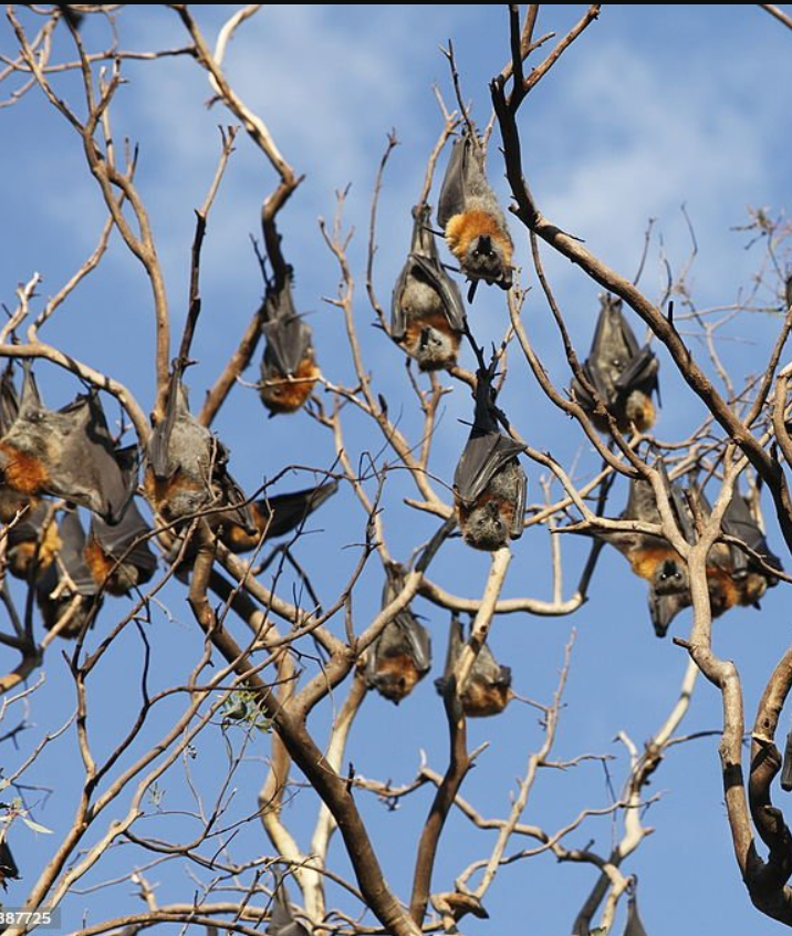 Silent protectors: How bats affect our agriculture&nbsp;