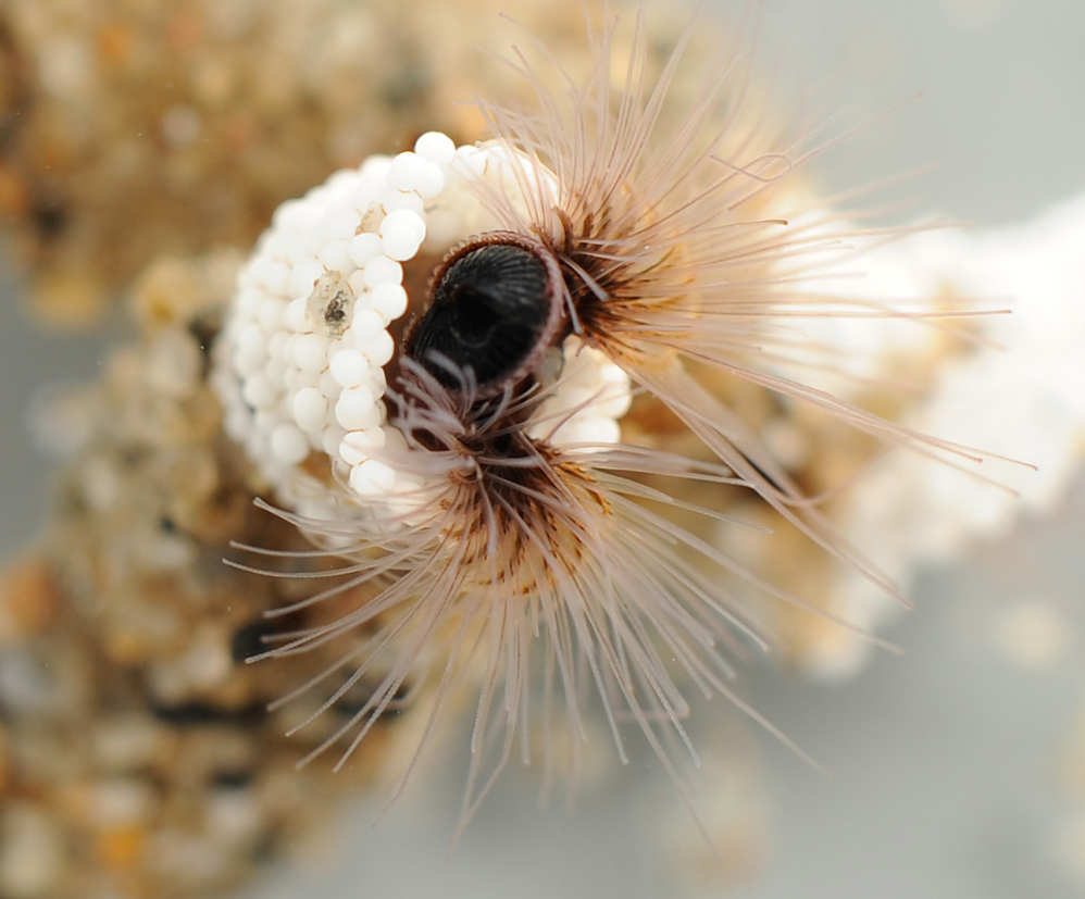 Nature’s Underwater Innovators: Sandcastle worms