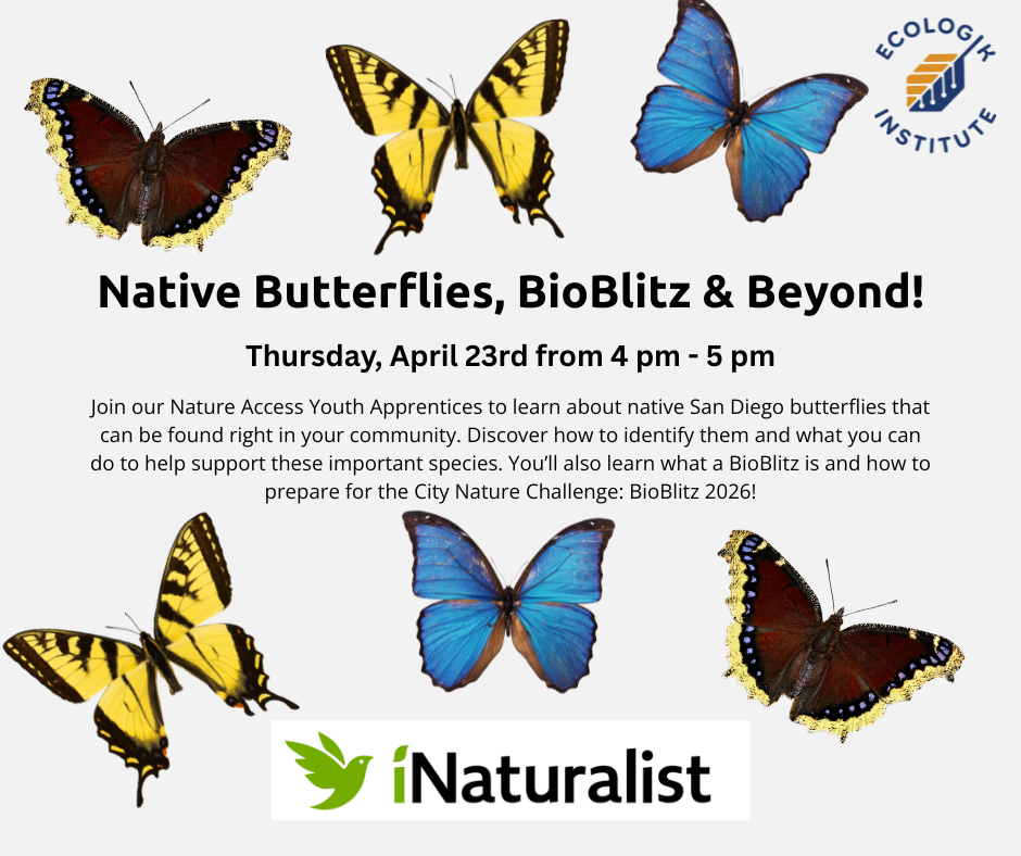 Native Butterflies, BioBlitz & Beyond!