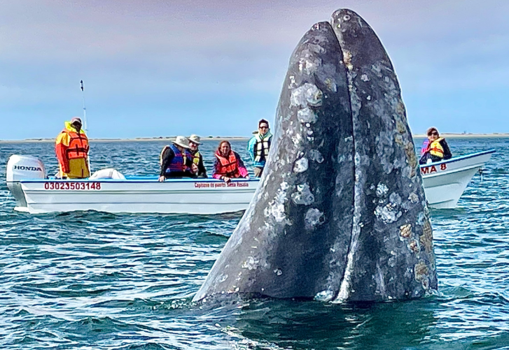 When the Ocean Got Too Loud: The Impact of Noise Pollution on Gray Whales