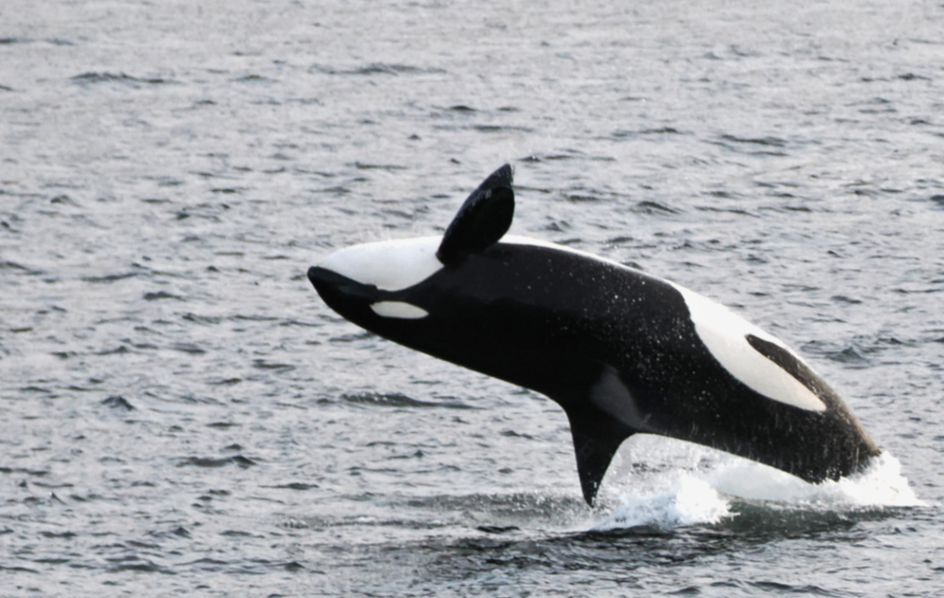 THE ECOLOGIK INSTITUTE — How Penn Cove’s Orcas Teach Us to Heal the Sea