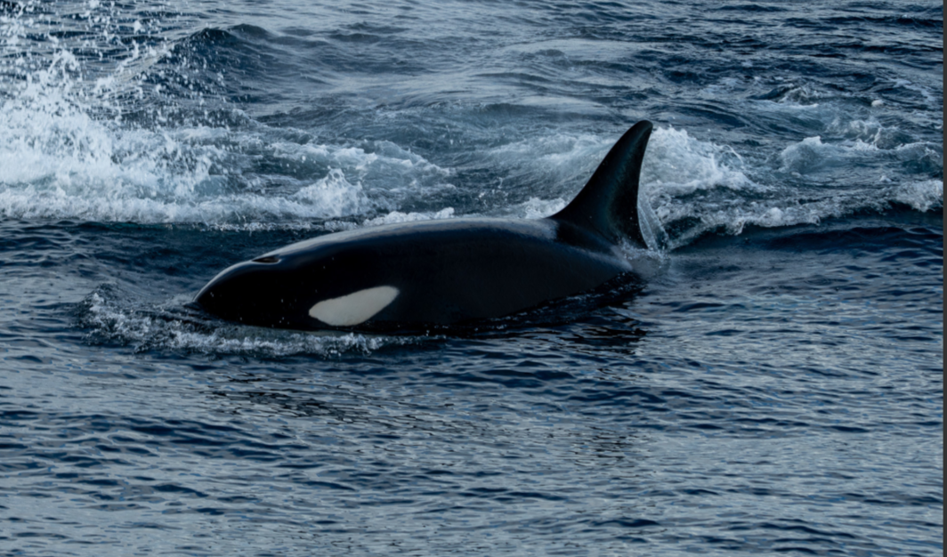 THE ECOLOGIK INSTITUTE — How Penn Cove’s Orcas Teach Us to Heal the Sea