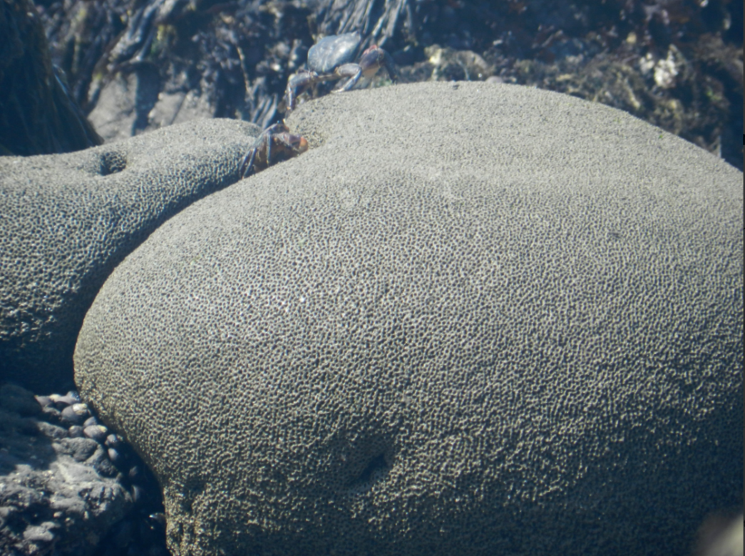THE ECOLOGIK INSTITUTE — Nature’s Underwater Innovators: Sandcastle worms