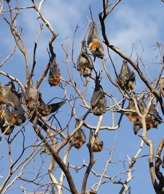 THE ECOLOGIK INSTITUTE — Silent protectors: How bats affect our agriculture