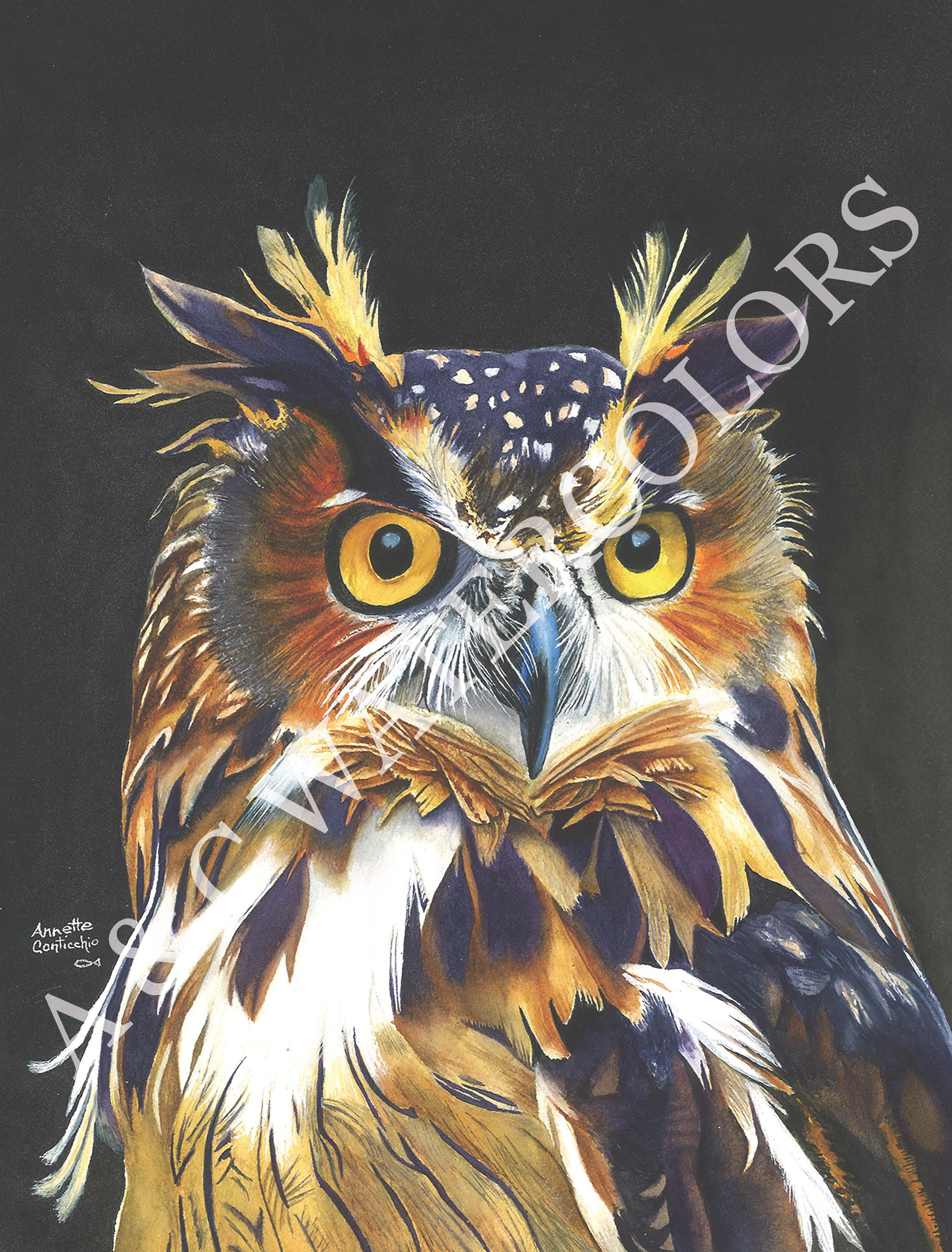 I'm a Hoot