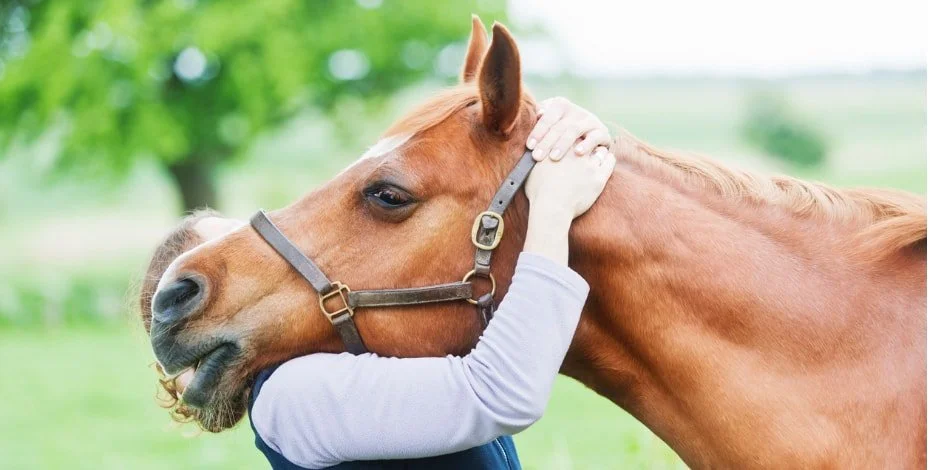 Equine-Assisted Therapy