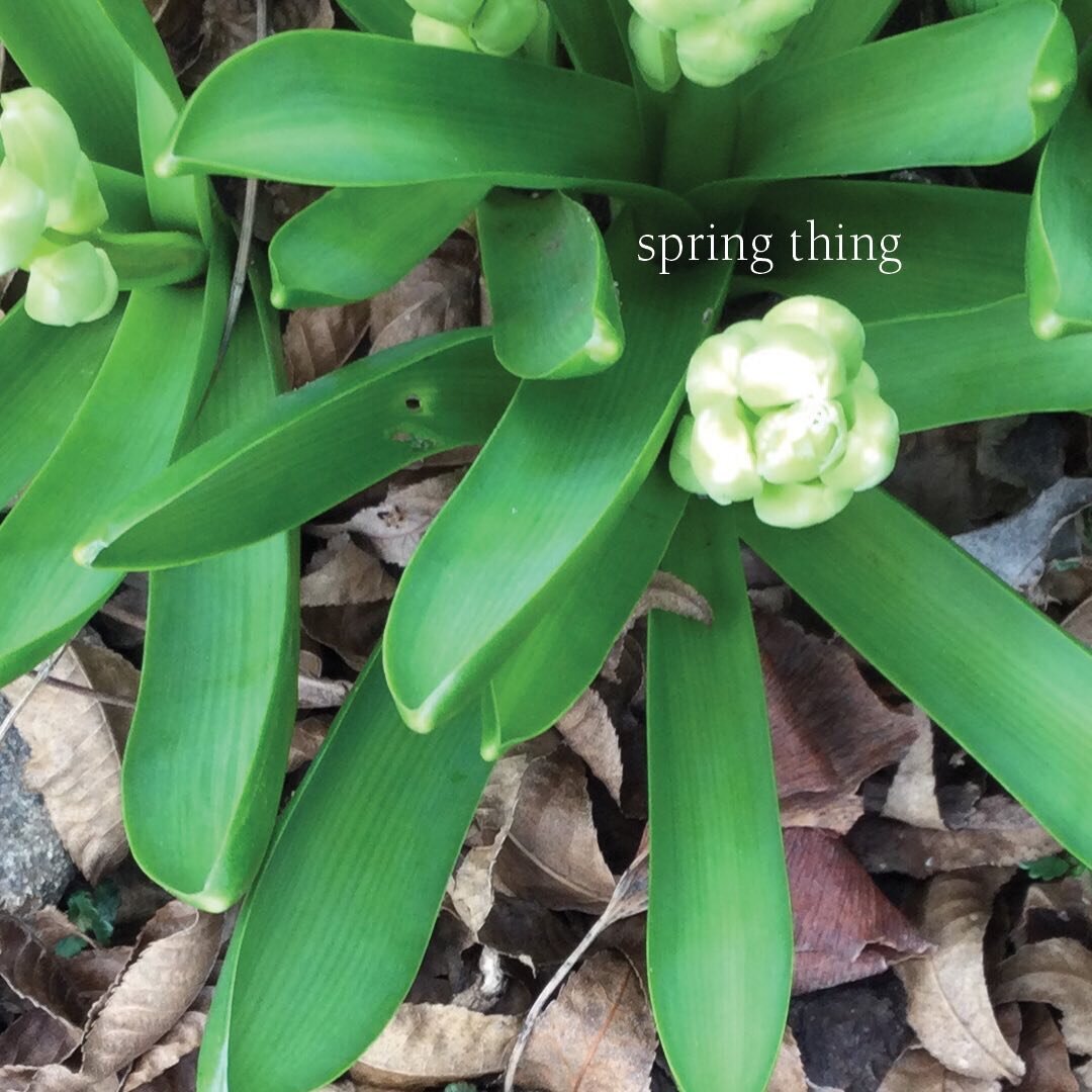 welcome spring 2024!

#spring #garden #hello