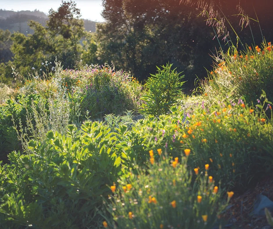 Frey Vineyards Monarch Butterfly and Pollinator Garden Tour
