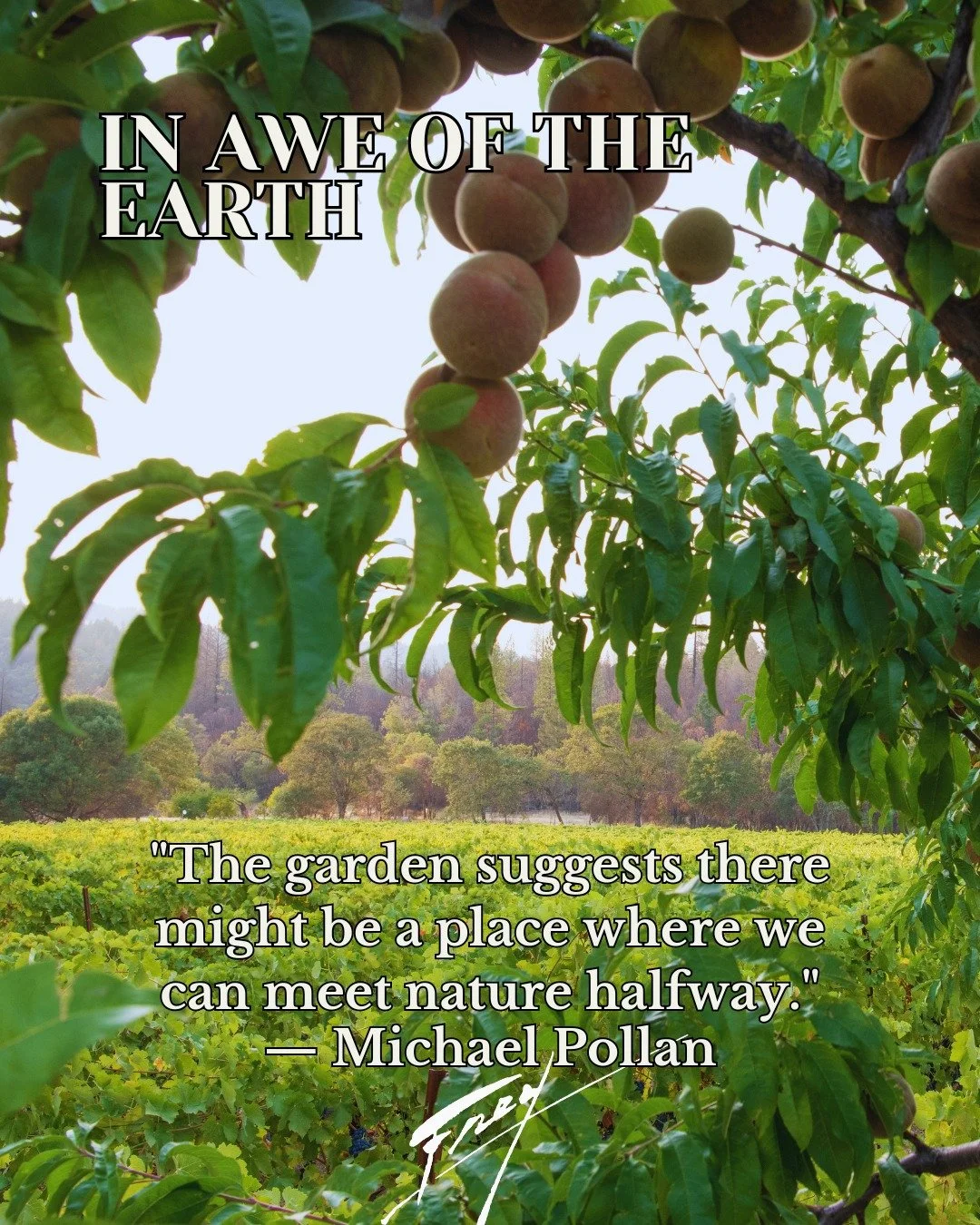 At Frey, meeting nature halfway means farming in partnership with the land&mdash;cultivating healthy soils, welcoming biodiversity, and letting each season unfold in its own time. The peaches are just one of the many gifts that come from that relatio