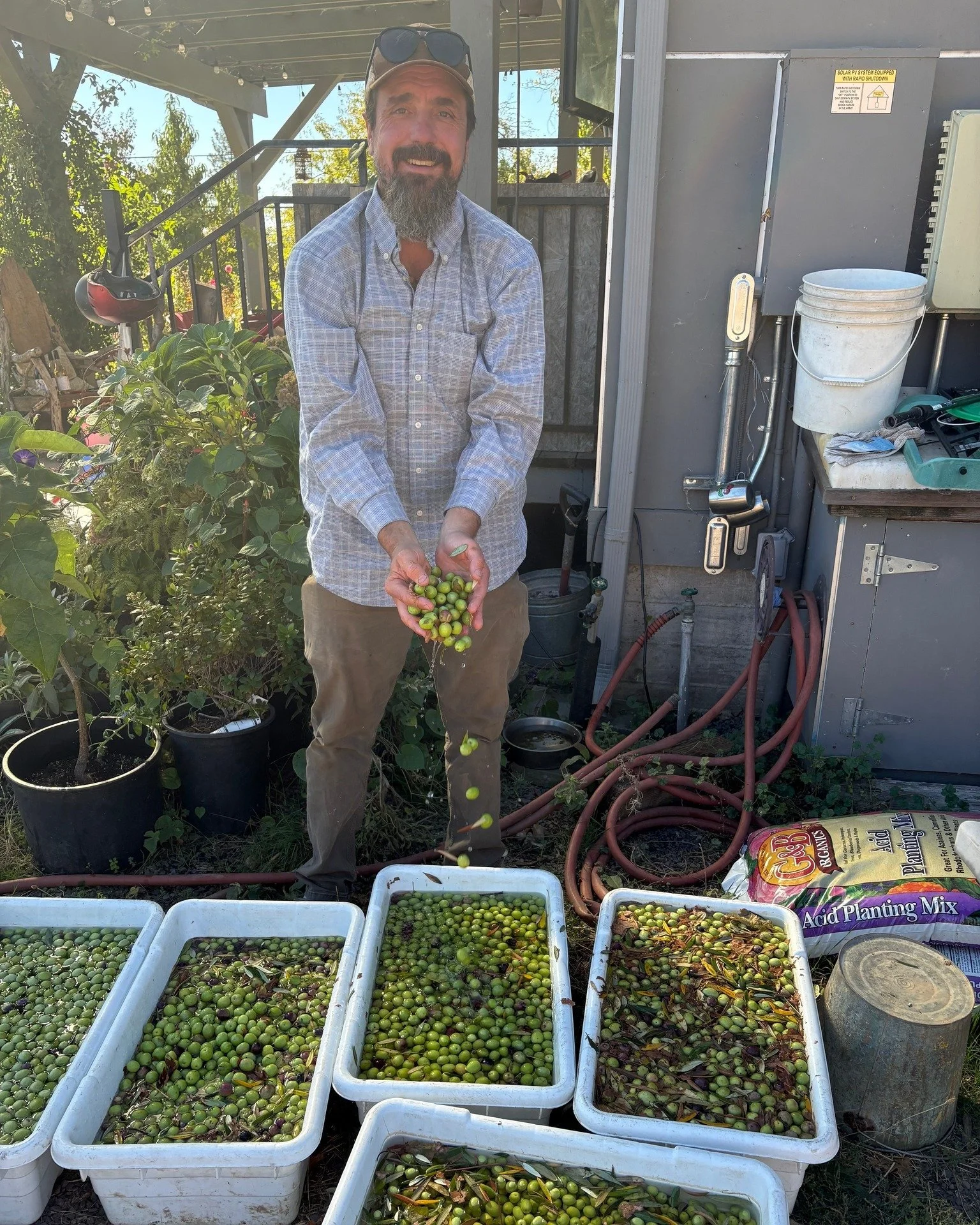 Olive harvest 2026!🫒Most of our olives get pressed for oil, but we always set some aside to cure for munching. It will take months before the olives are edible: Starting with a spring water soak, then multiple salt water soaks, and finally a delicio