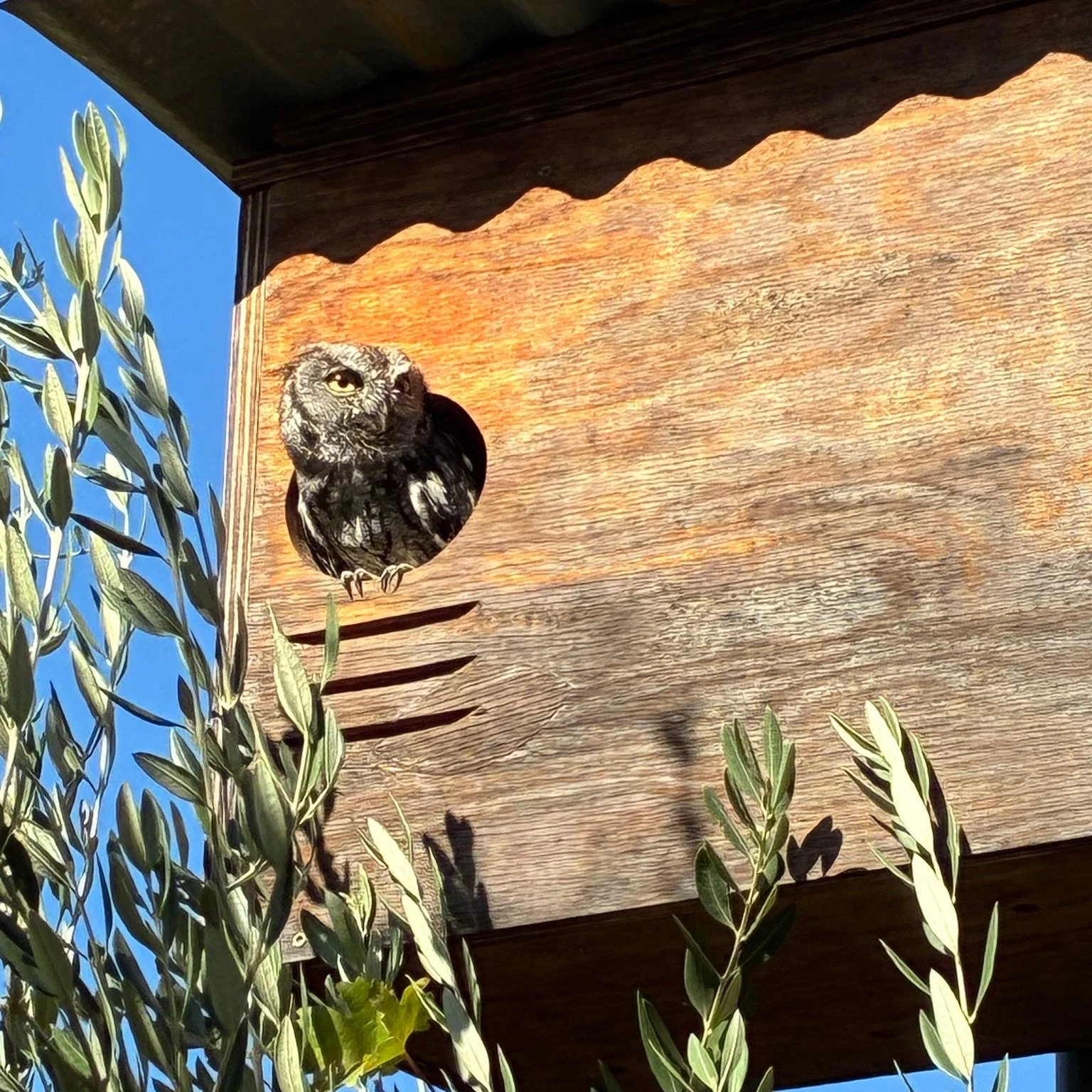 This curious western screech-owl peaked out of its box to observe olive harvest! On our farmlands and vineyards, we've installed nest boxes to shelter our native wildlife. In return, they offer free,  sustainable pest control! Hoot hoot!🦉

#Mendocin