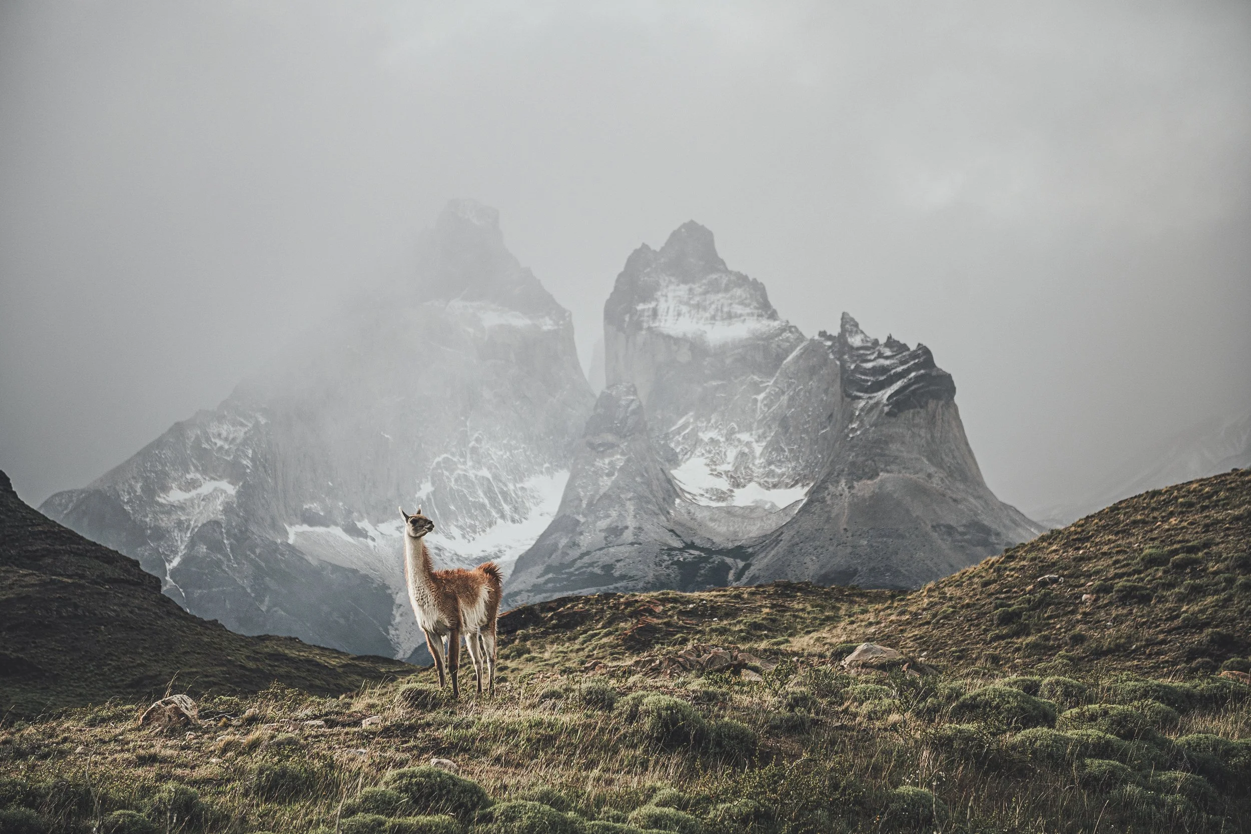 Guanaco
