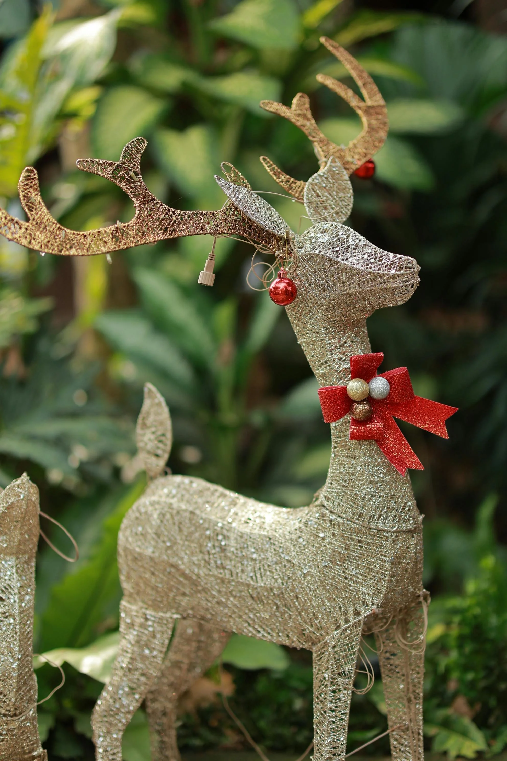 reindeer
