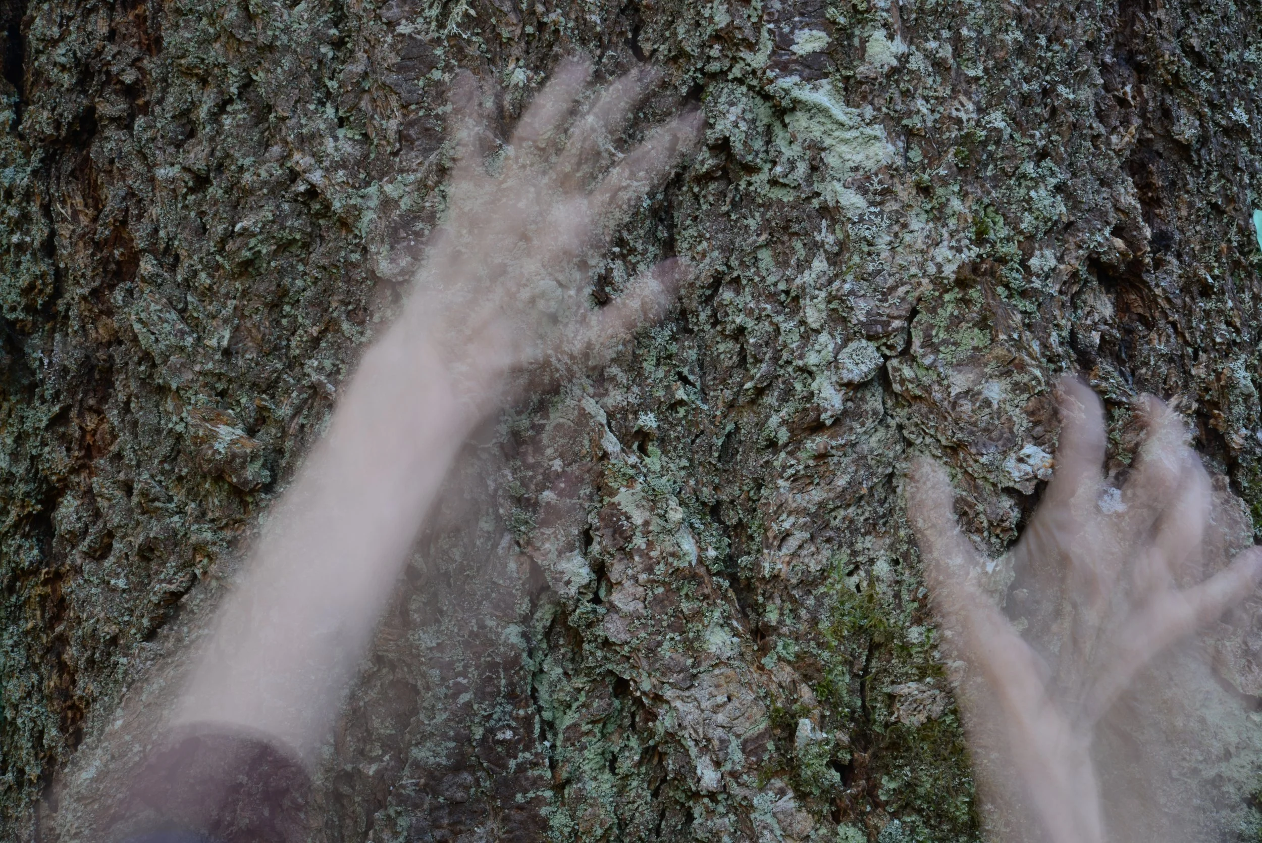 Hands on trees
