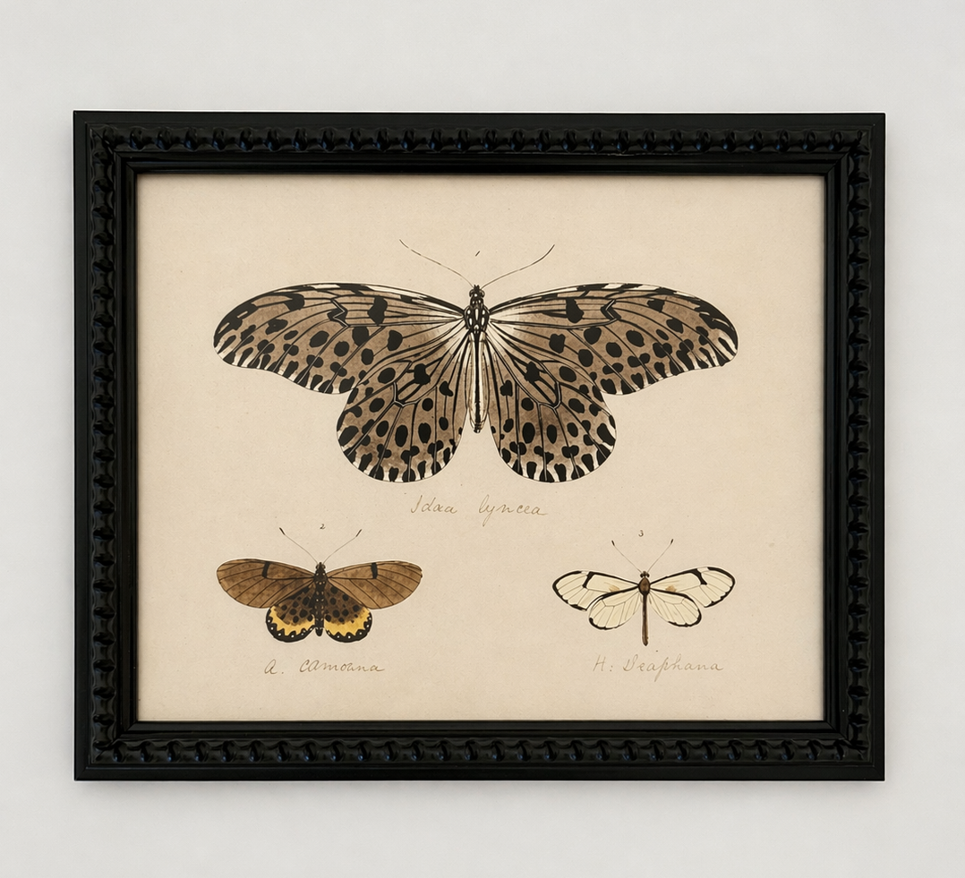 Moth Bookplate 8x10"