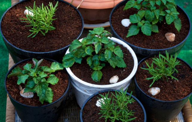 Container Gardening