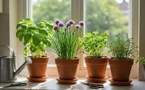 Growing and Using Herbs in Minnesota