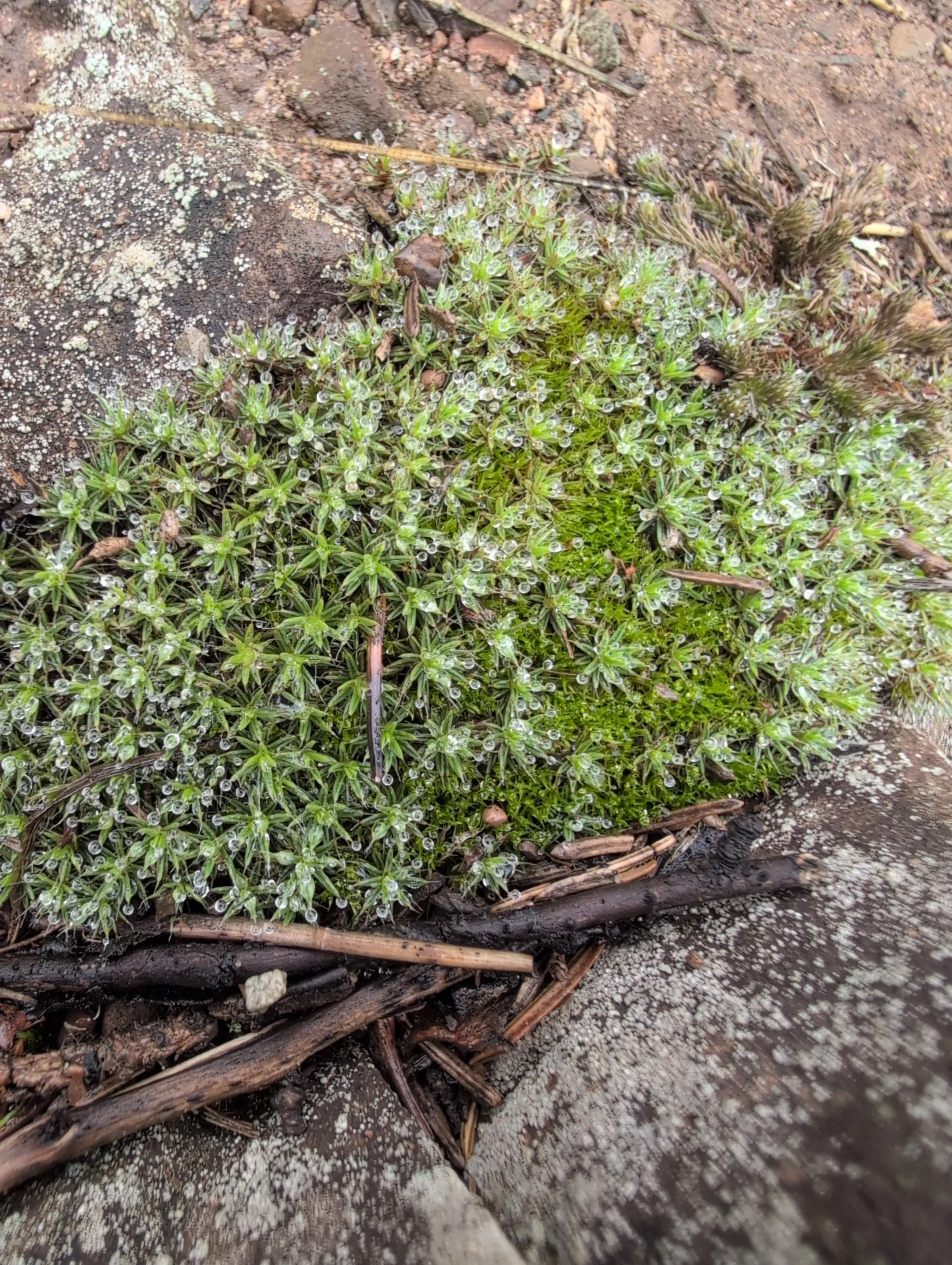 The Wild World of Moss