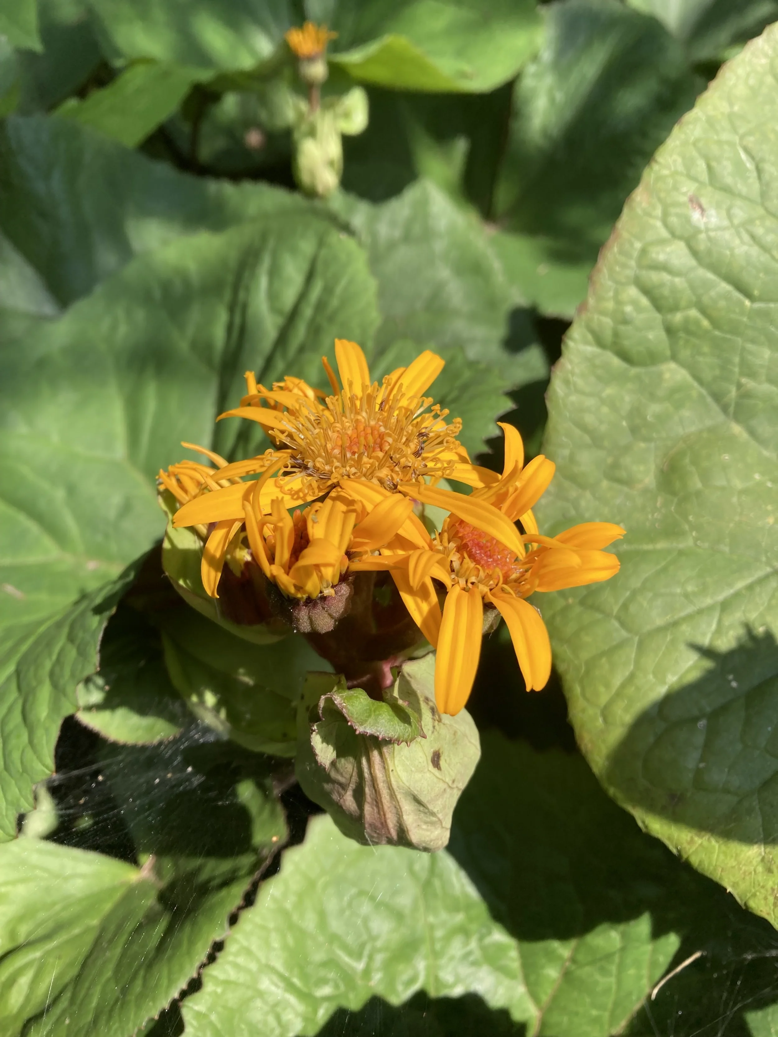 Ligularia: A Statement in Your Garden