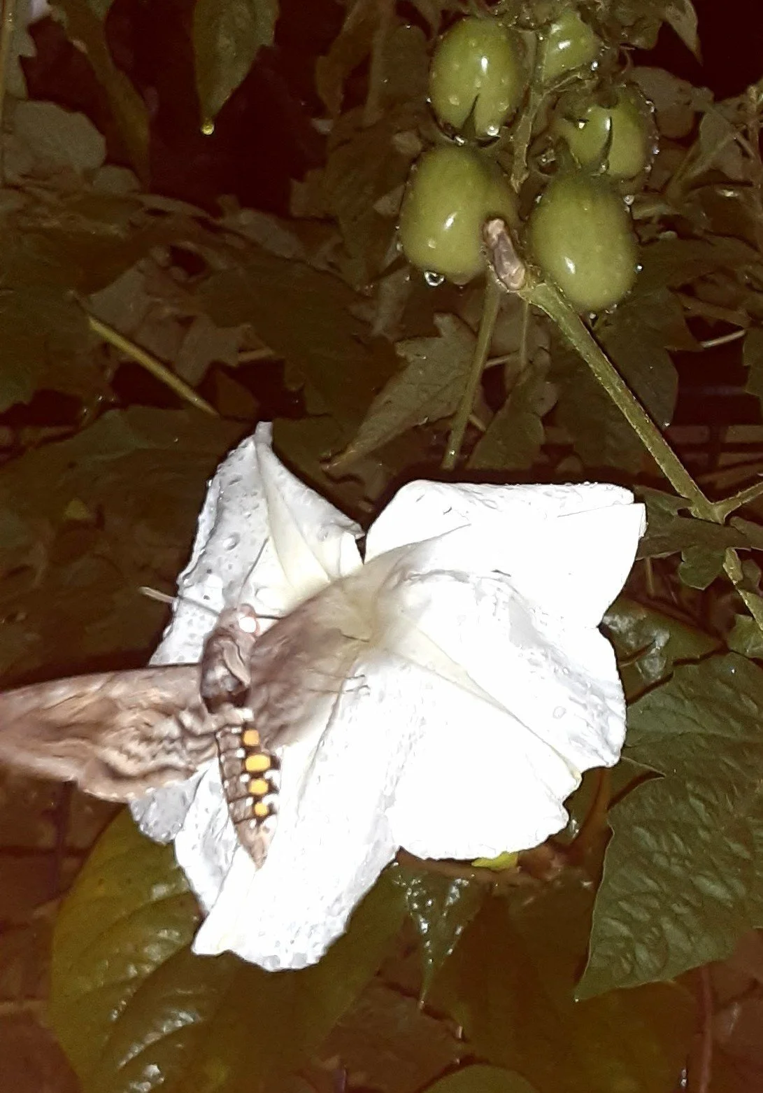 Unseen but on the job: The Vibrant Working World of Nocturnal Pollinators 