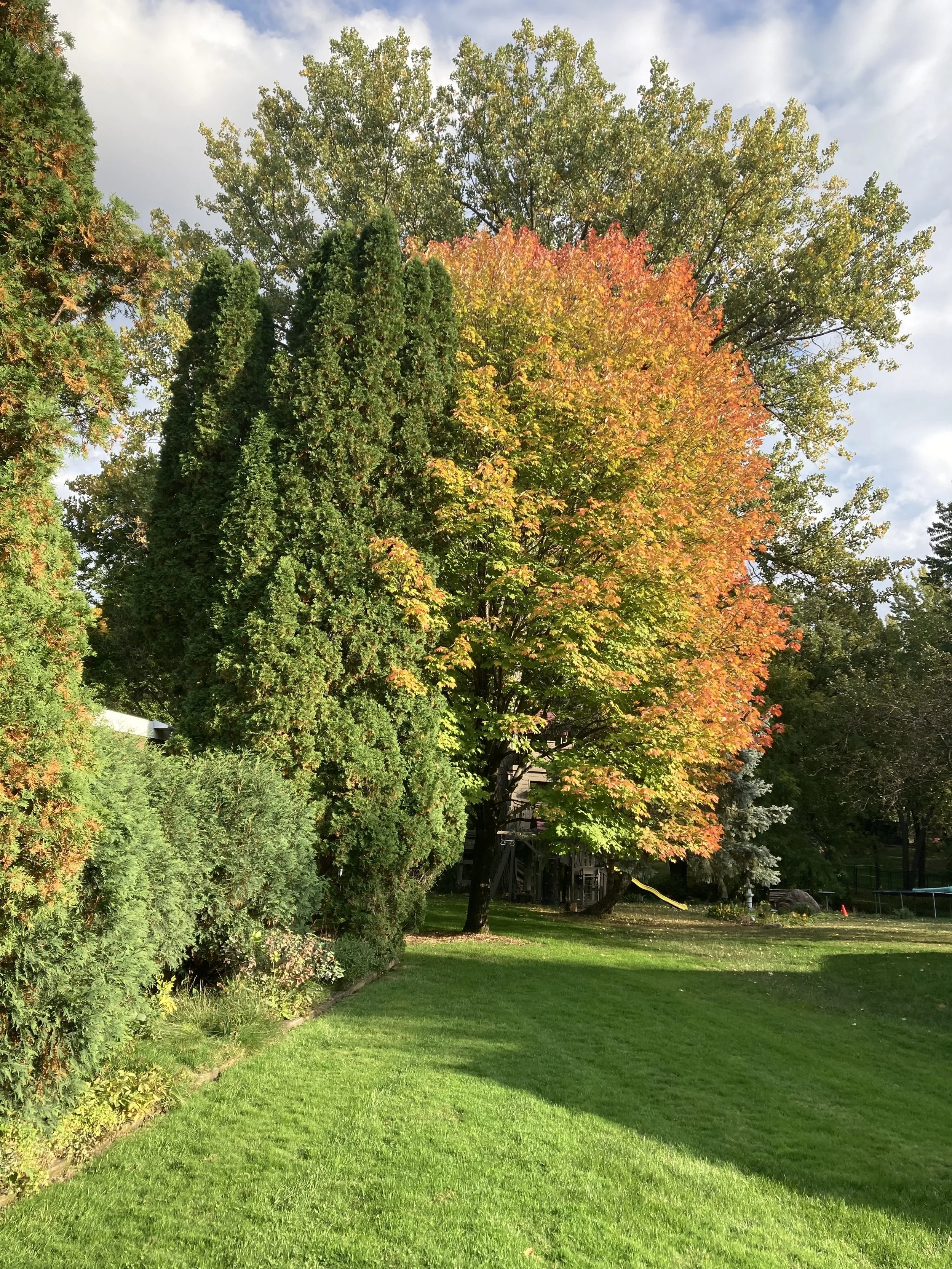 The Very Versatile Maple Tree