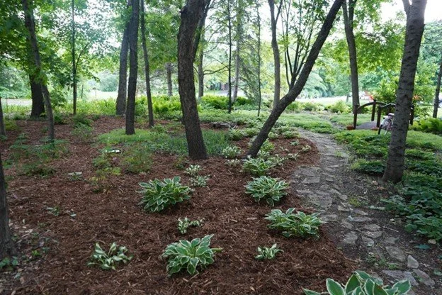 Shade Grasses i.e. sedges– The Final Frontier in Shade Gardening!