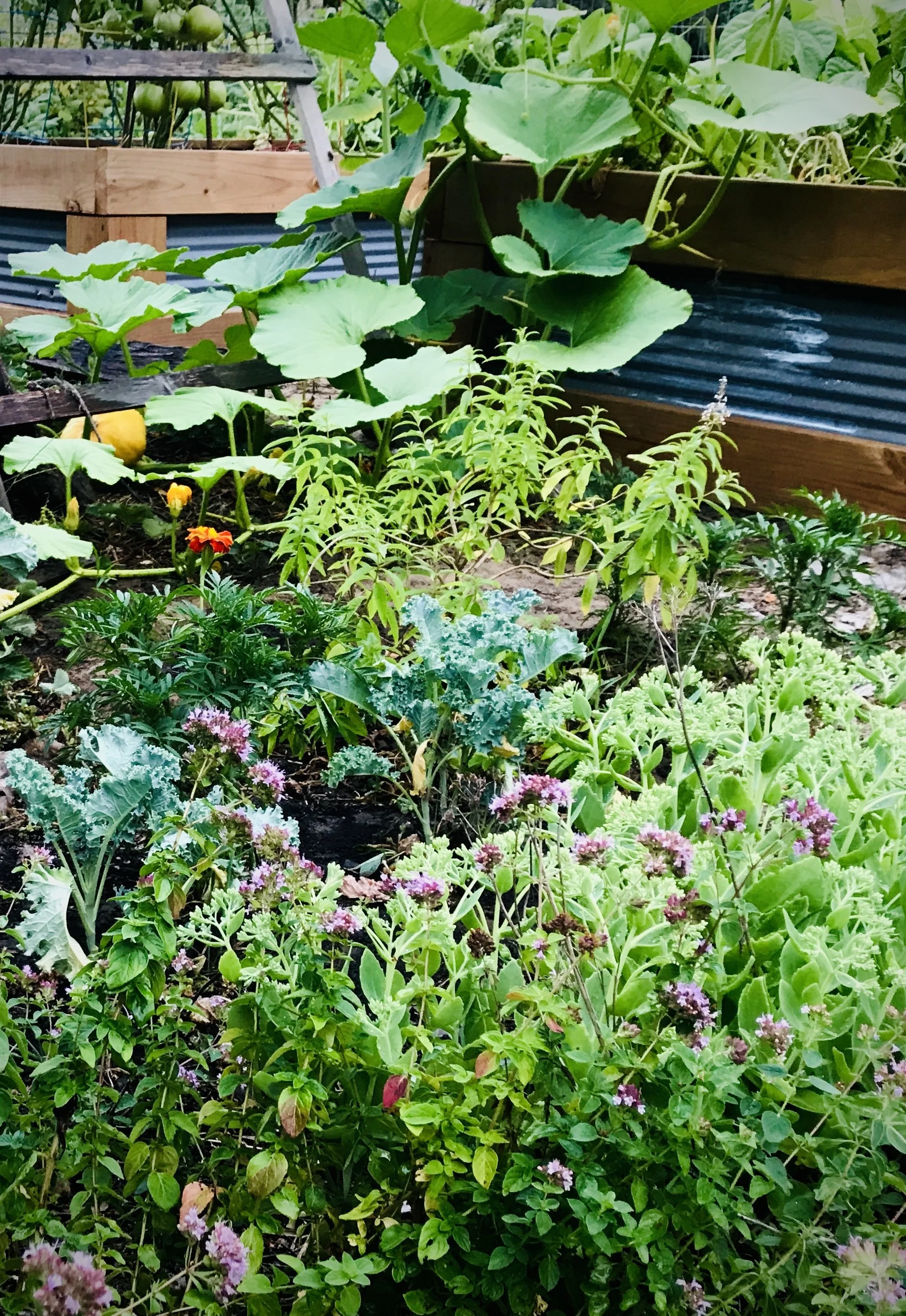 The Balanced Garden: Pest Control Without Harsh Chemicals&nbsp;