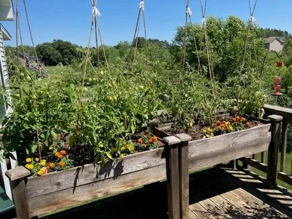 Gardening Using Raised Beds