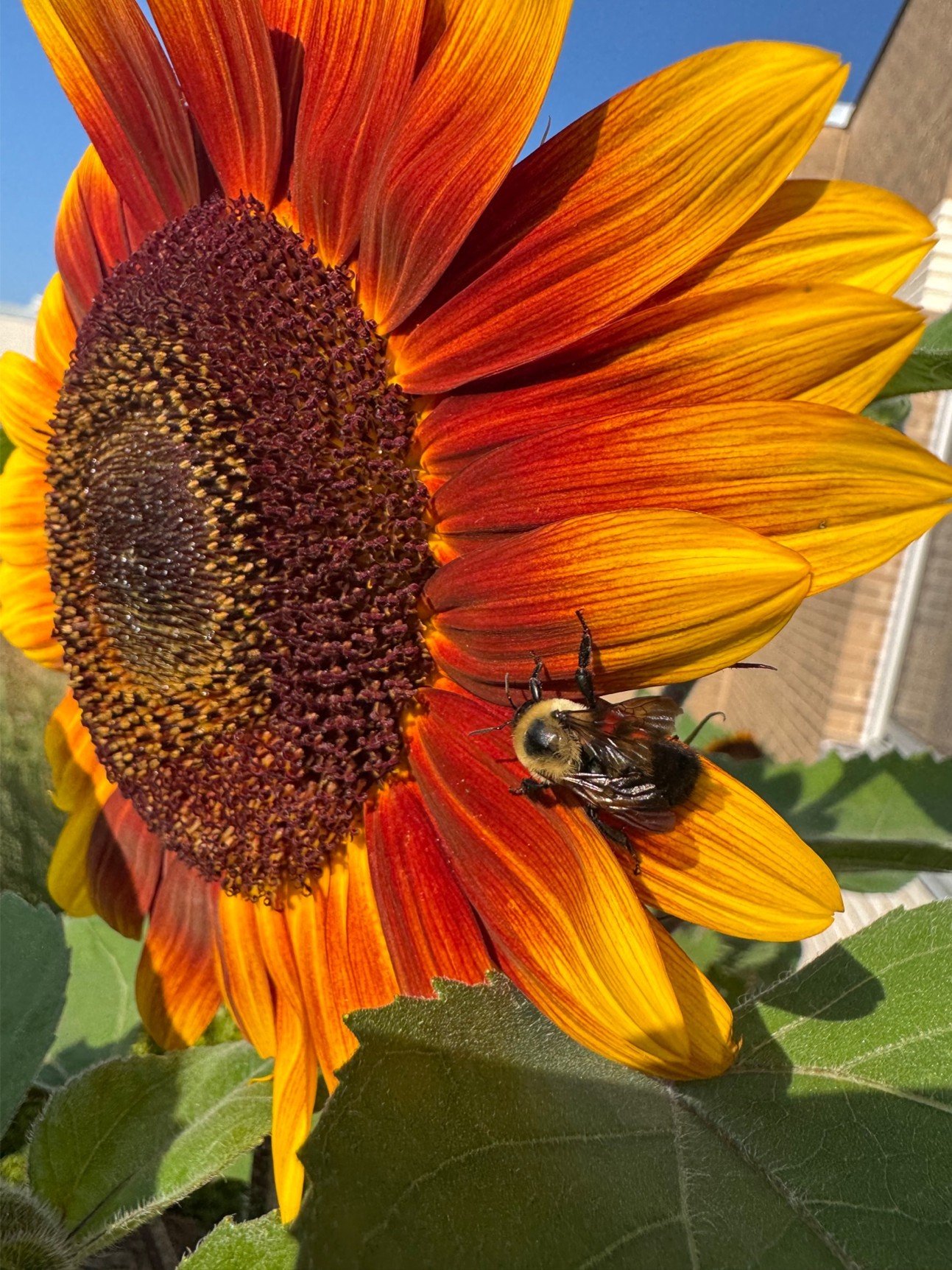 Anoka County Master Gardeners Reach Out to the Community
