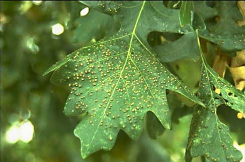 Plant Galls