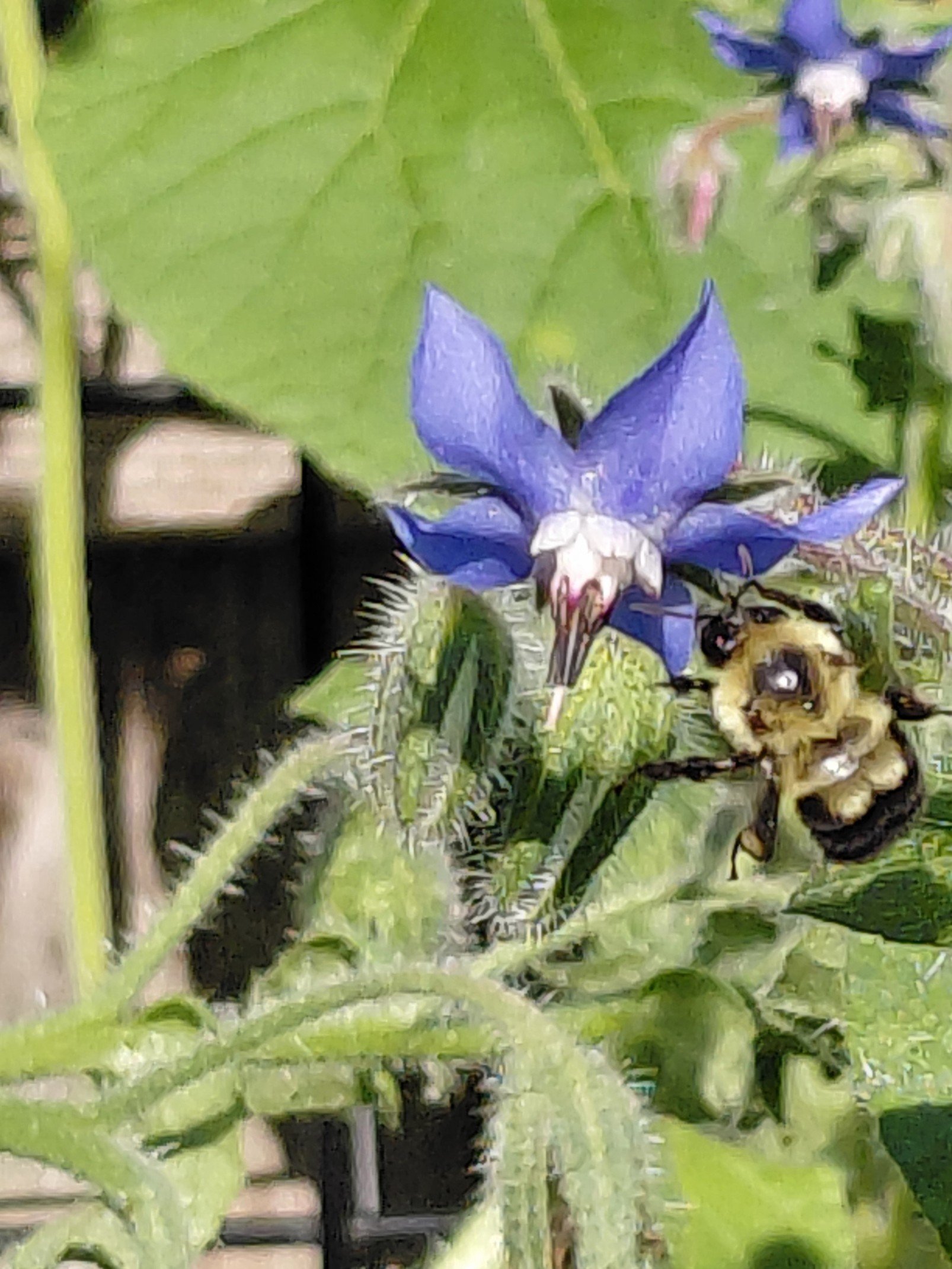 Let Me Tell You About the Borage and the Bees