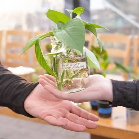 Houseplant Swap