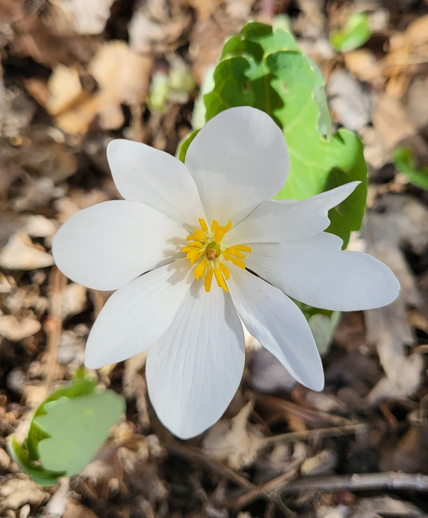 Bloodroot — Anoka County Master Gardeners