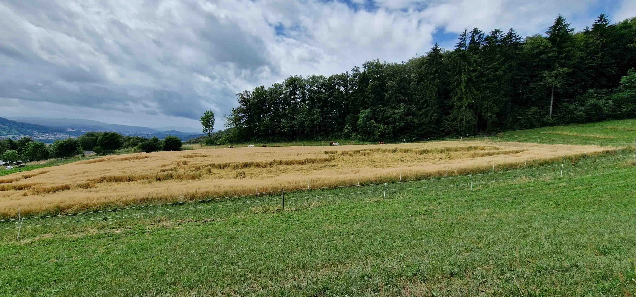 20230705_120716 copy.jpg