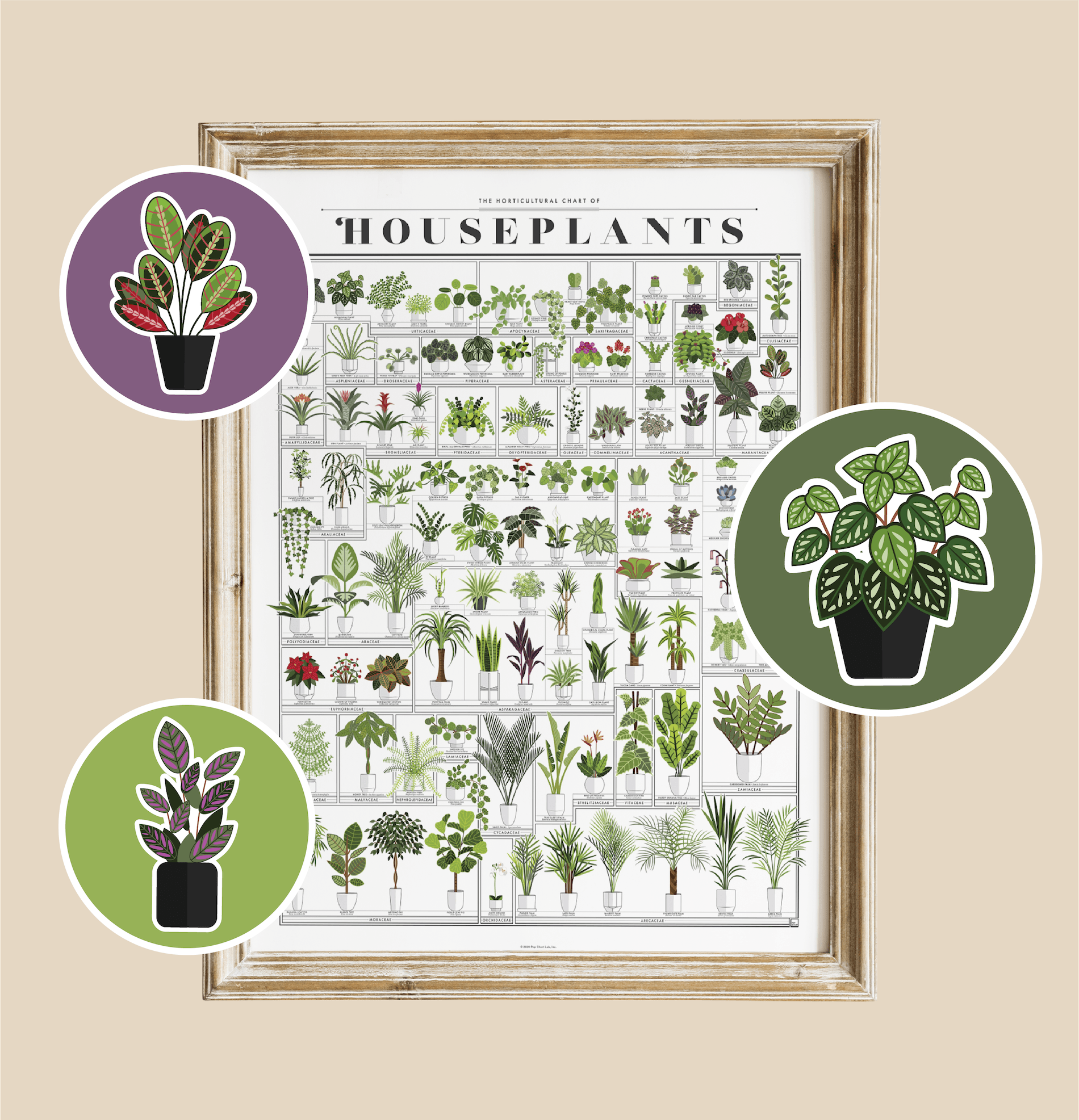 Pop Chart Illustrations