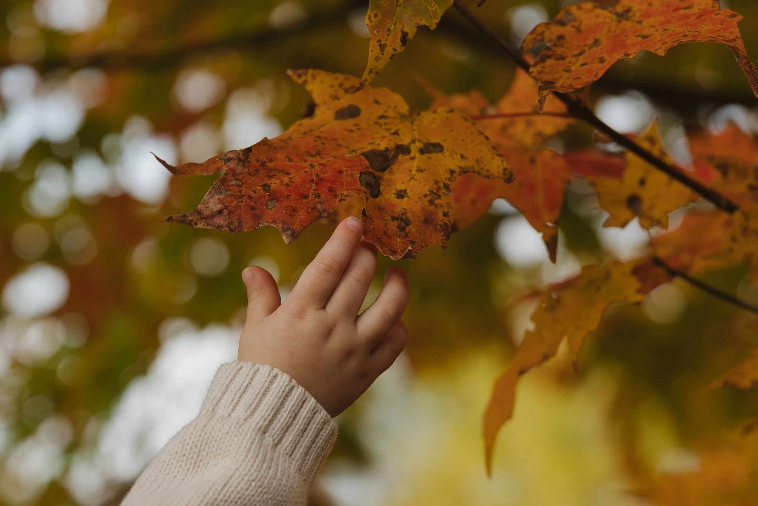 Emma van Bergen Photography - Quinn_10_19_25-045.jpg