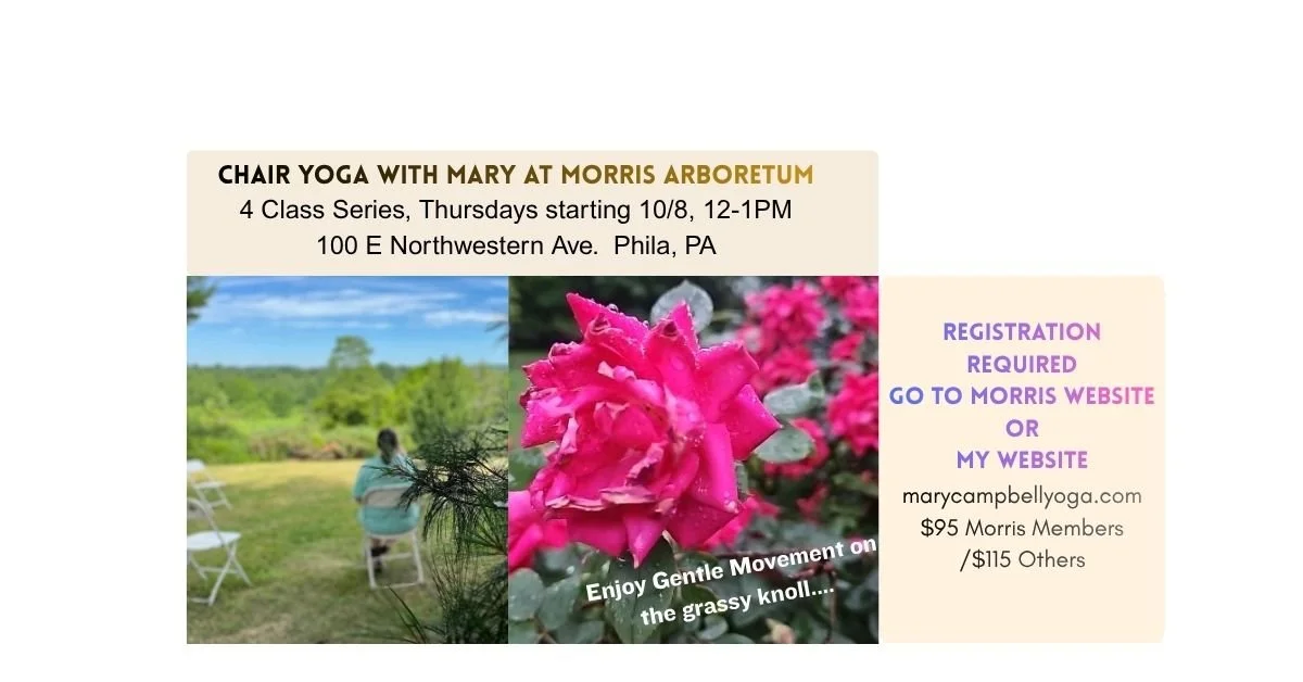 Outdoor Chair Yoga at Morris Arboretum