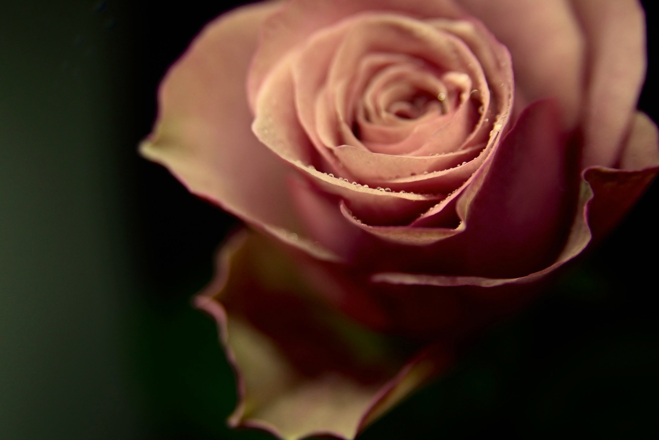 J+Rose+_01.jpg