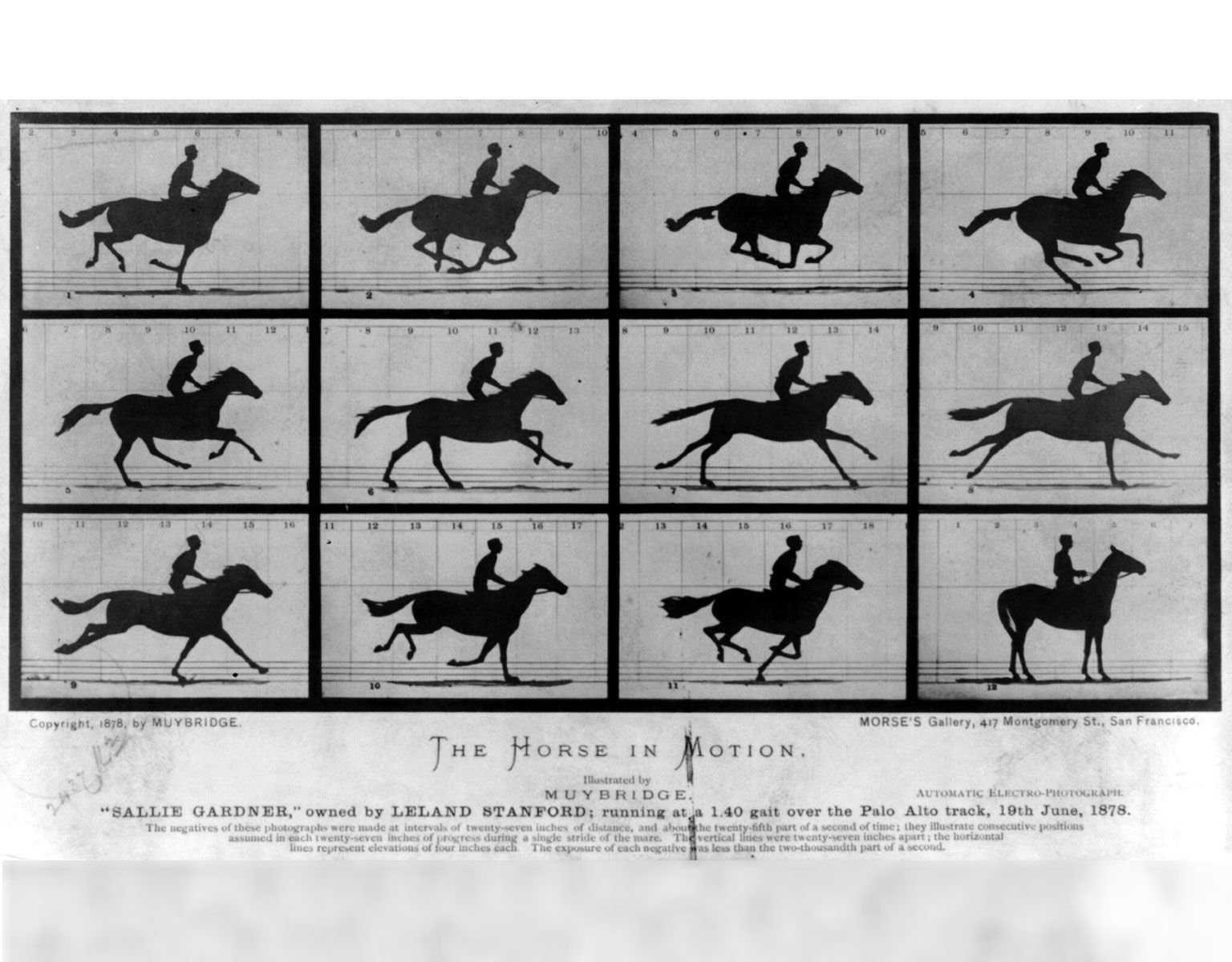 Muybridge_Horse in Motion, 1878.jpg