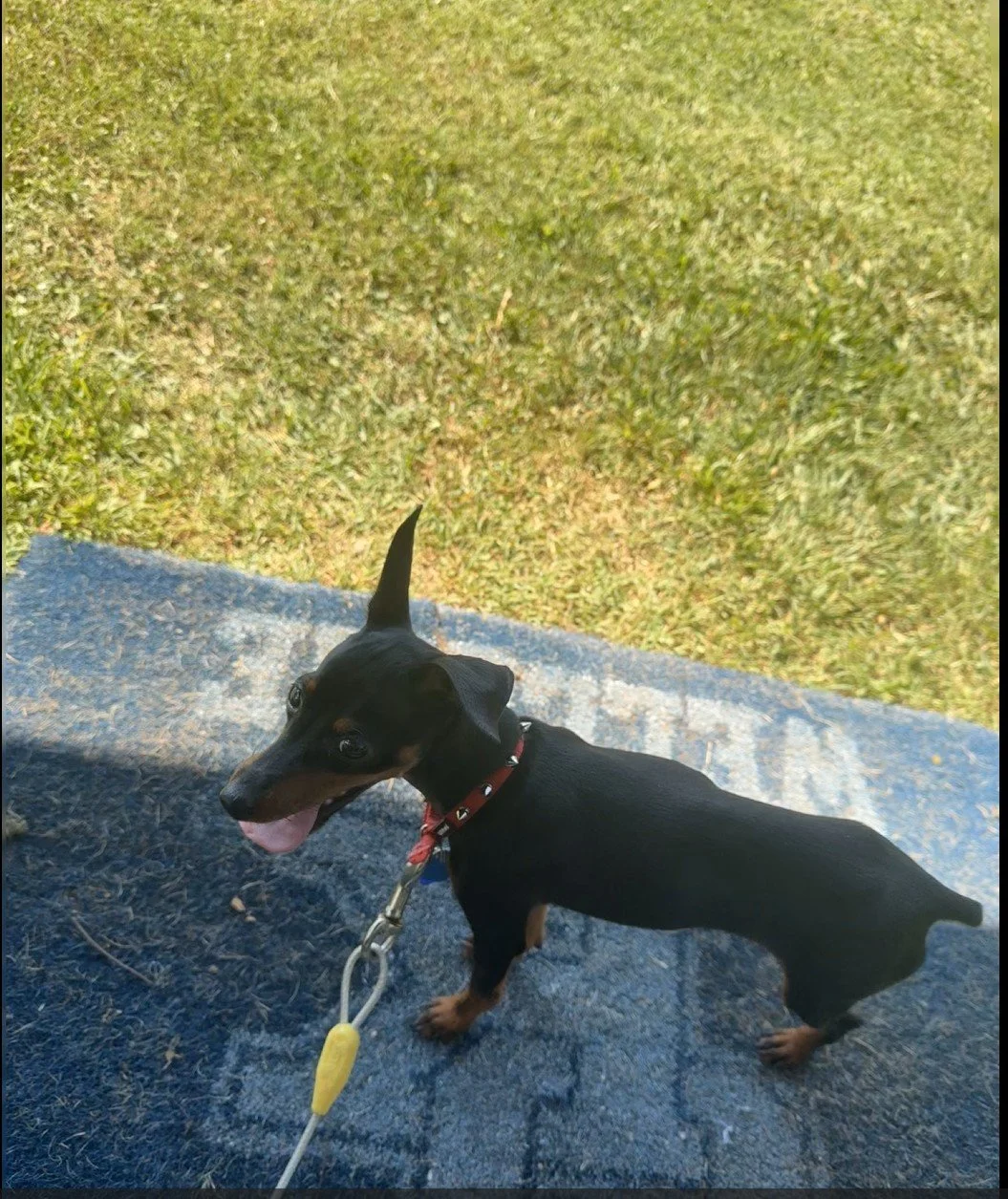 Small black and tan dog with a red collar on a leash, standing on a blue surface near grass, with its tongue out and looking back.