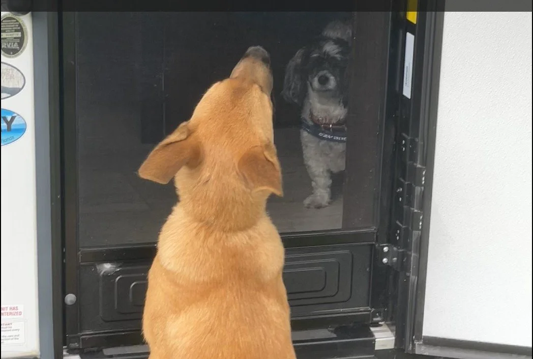 A dog looking at another dog behind a glass door, with the dog behind the door appearing to kiss or lick the glass.