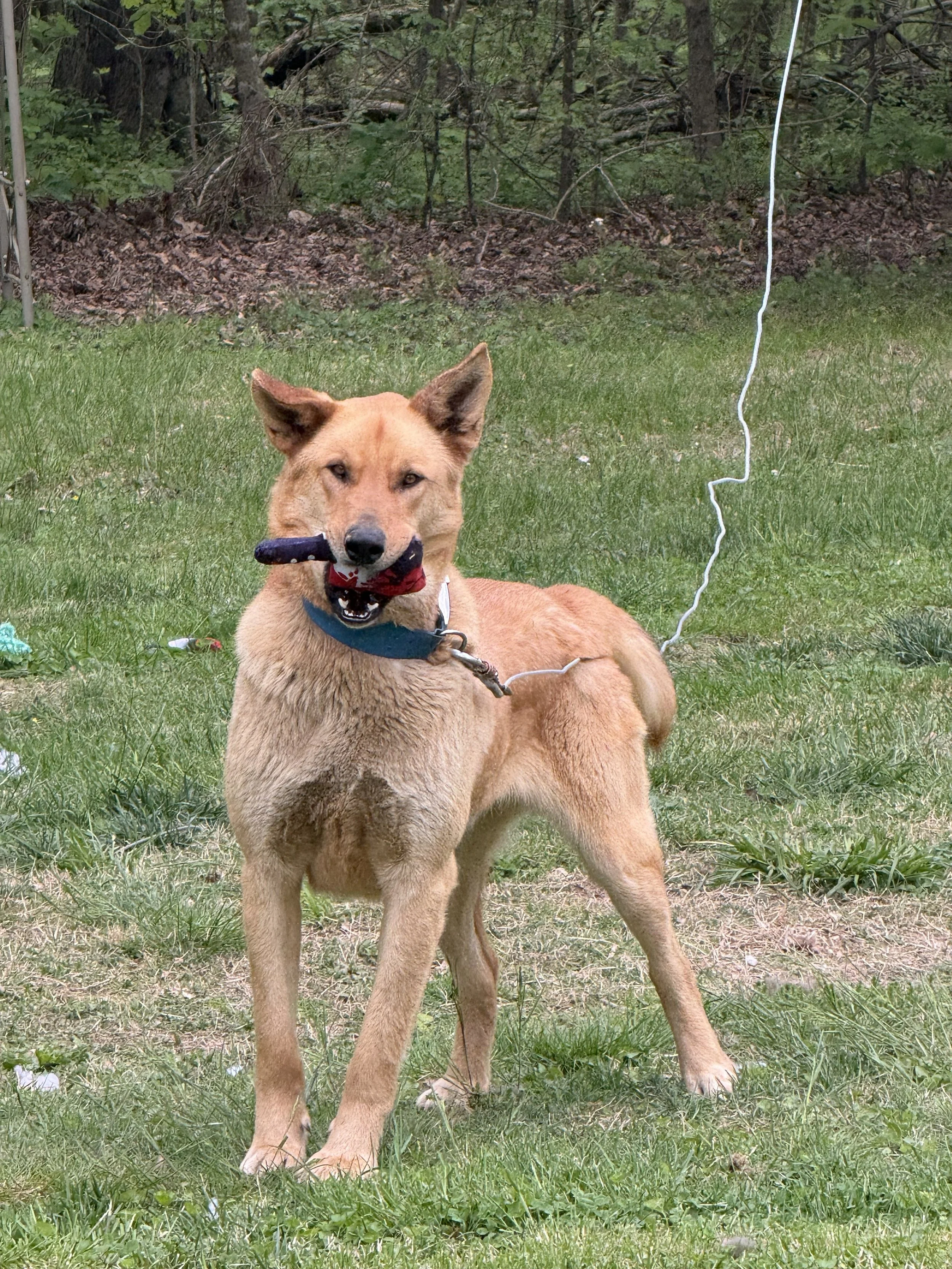 A tan dog with erect ears lying on grass in a backyard, holding a black toy in its mouth, with trees and leaves in the background.