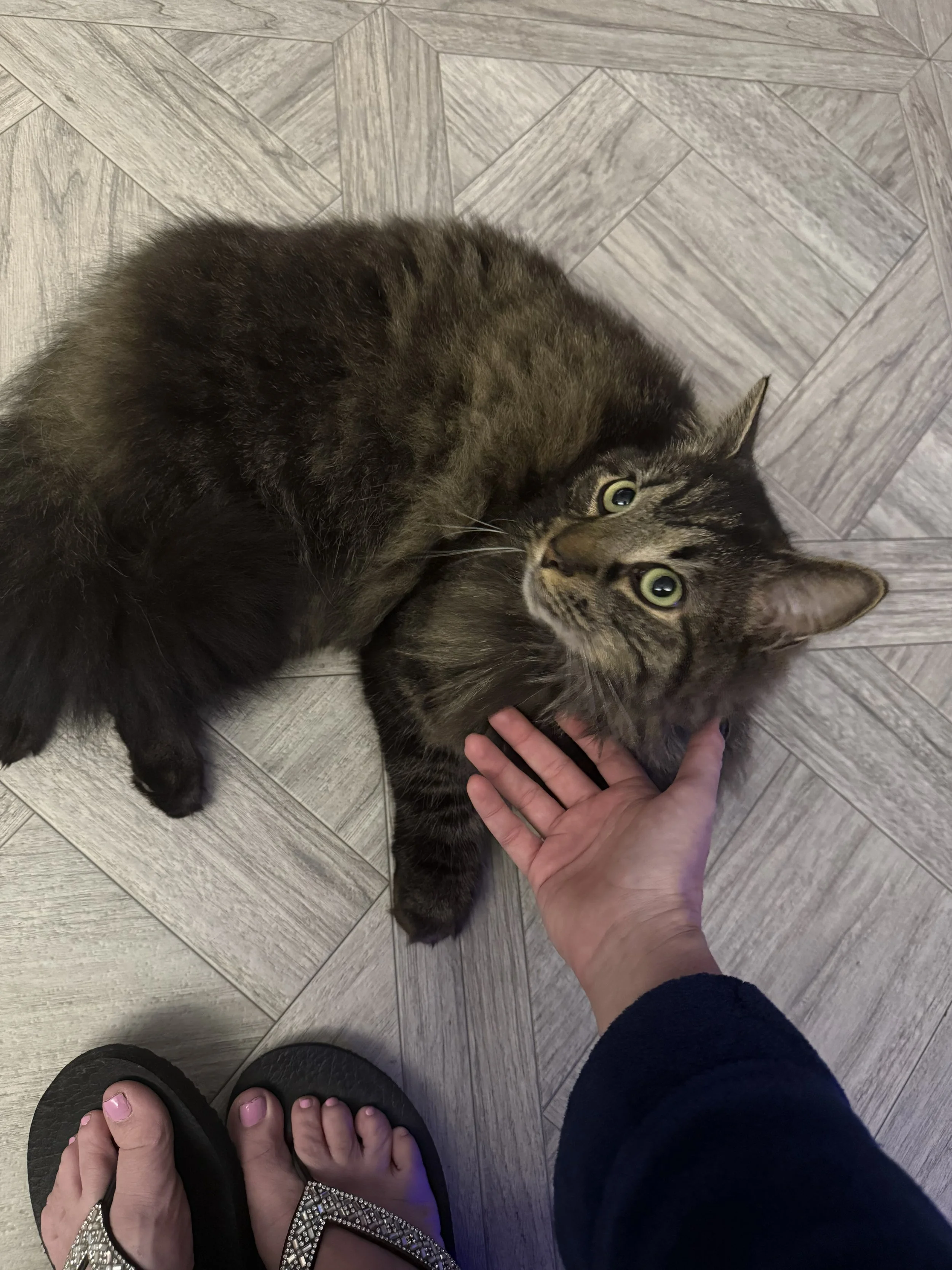 A person wearing black sandals and a rhinestone dress is standing on a wooden tile floor, with another person lying on the floor, petting a tabby cat.