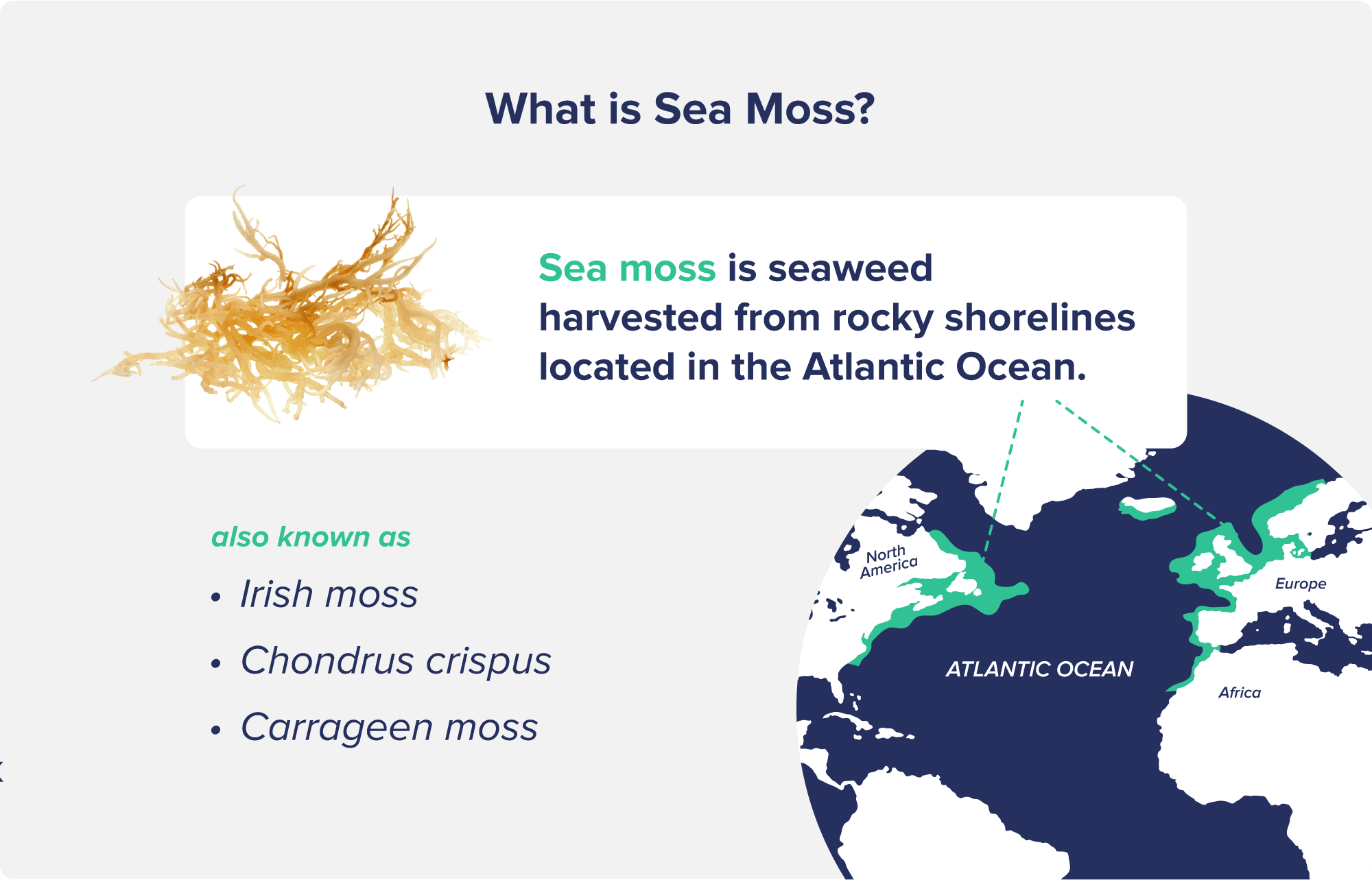 Sea Moss Gummies Benefits 10 Surprising Facts You Need To Know 2024 
