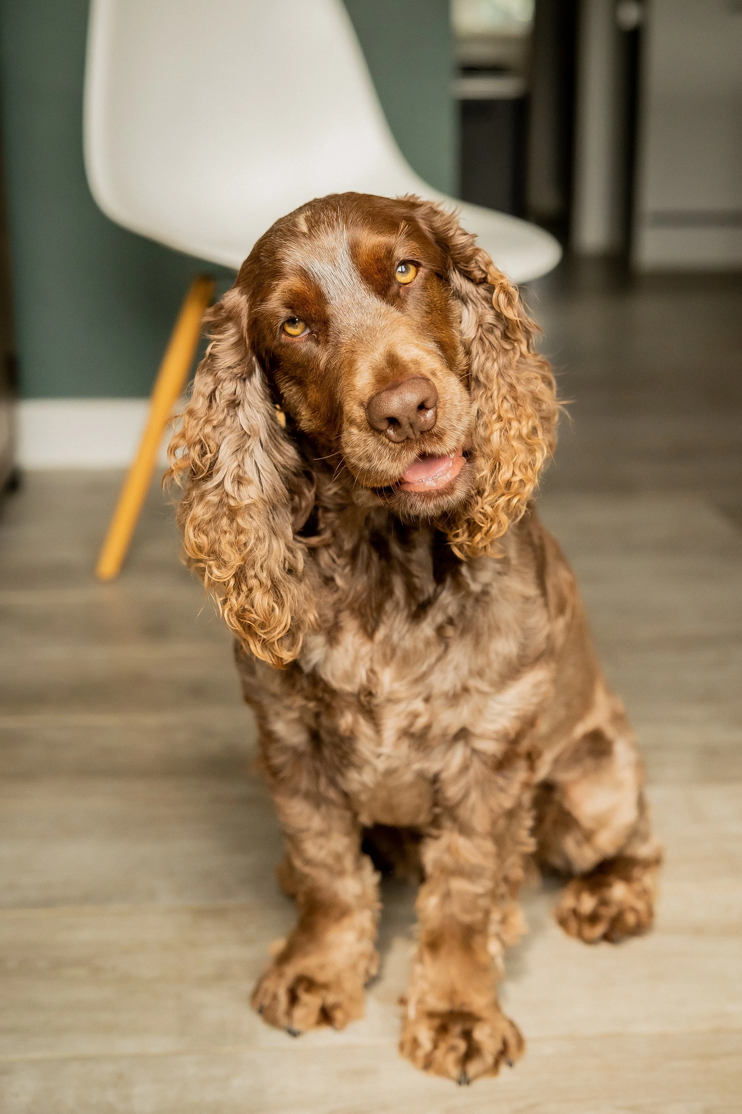 A Paw-sitively Perfect Home: A Guide to Pet-Friendly Interior Design