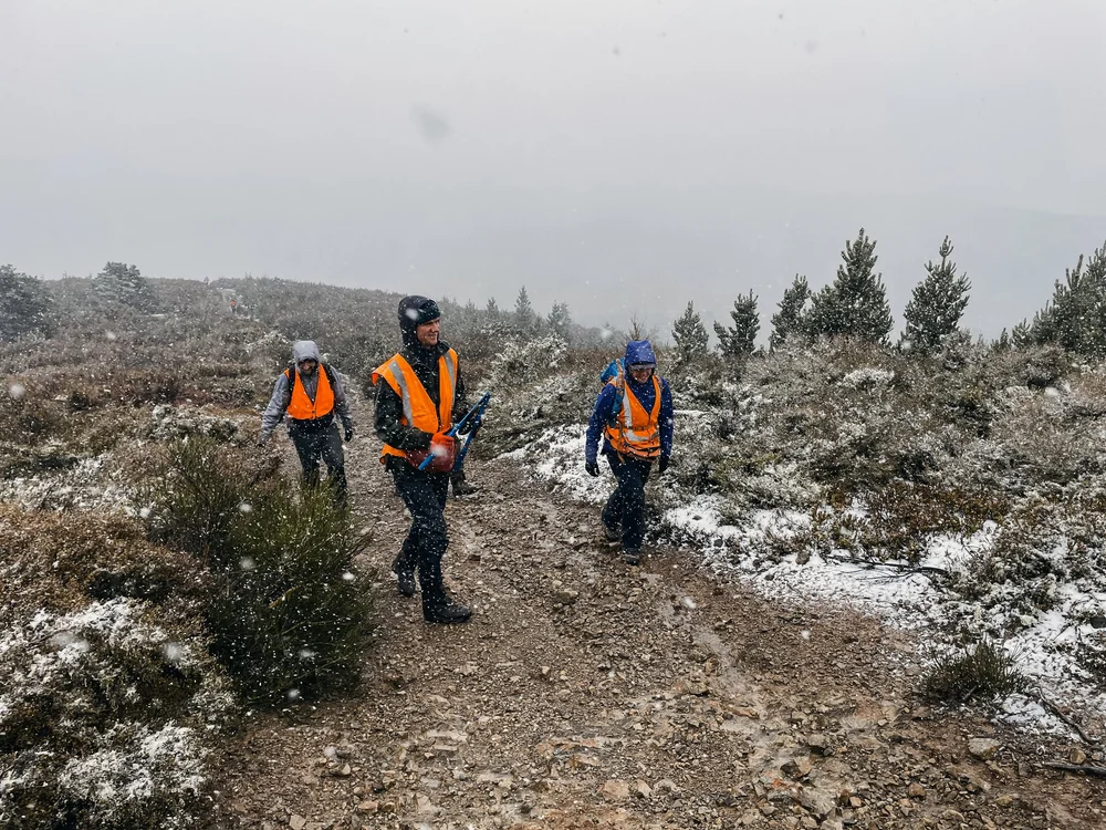 Services: Tree Planting, Predator Control & Wilding Conifers | Southern ...