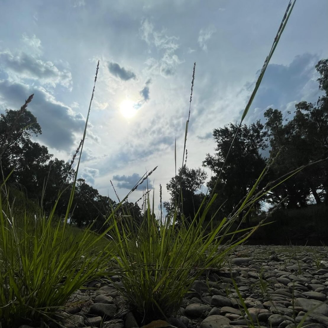 Glorious exploring along the mighty Macquarie River. 

Flows have reduced in recent times, river stones popping up with riverbed grasses &amp; weeds.

📸: Jasmine W.

#Geurie