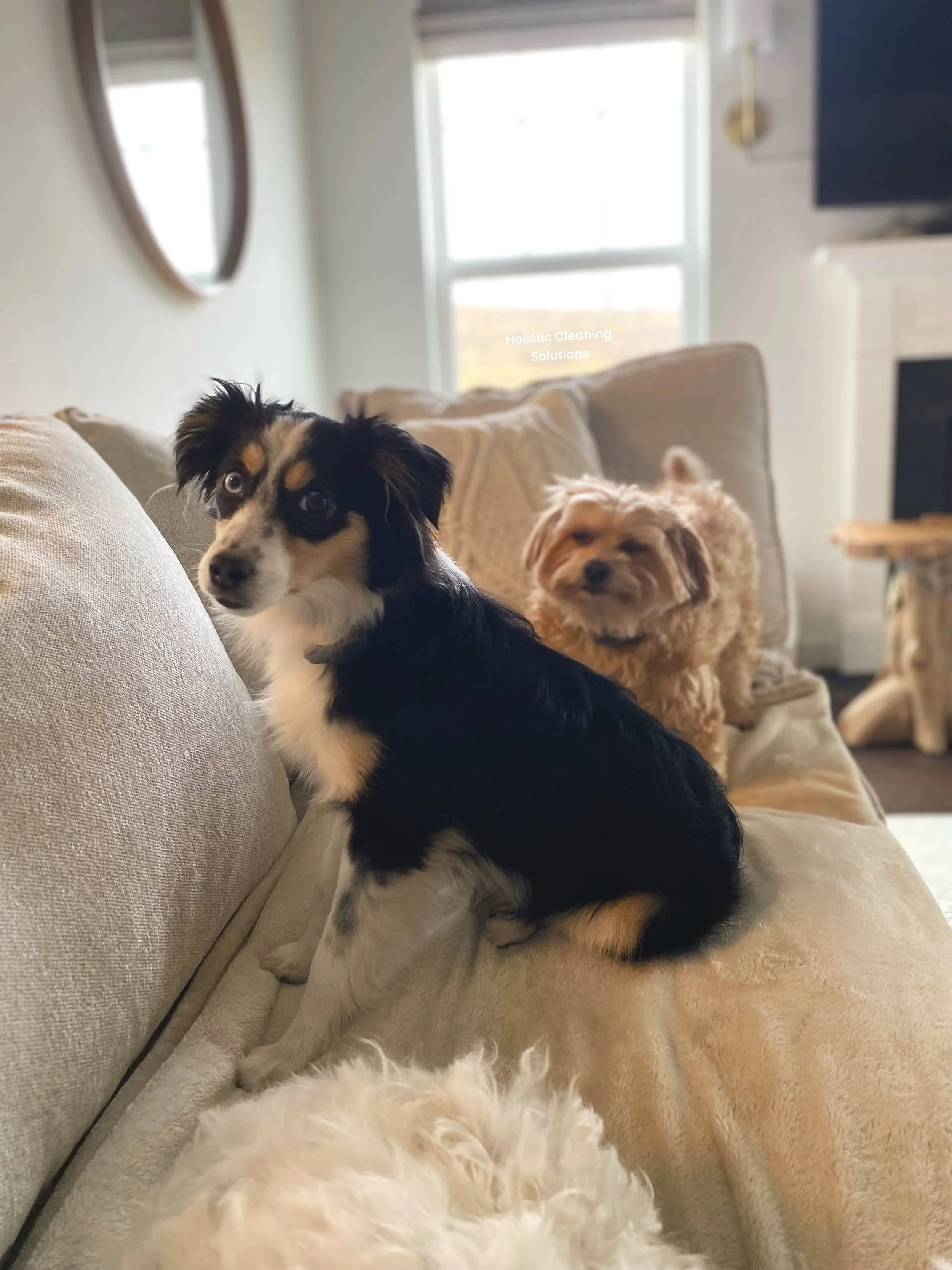 Two small dogs on a beige couch, with one dog in the foreground and the other in the background, in a living room with a window and a mirror on the wall.